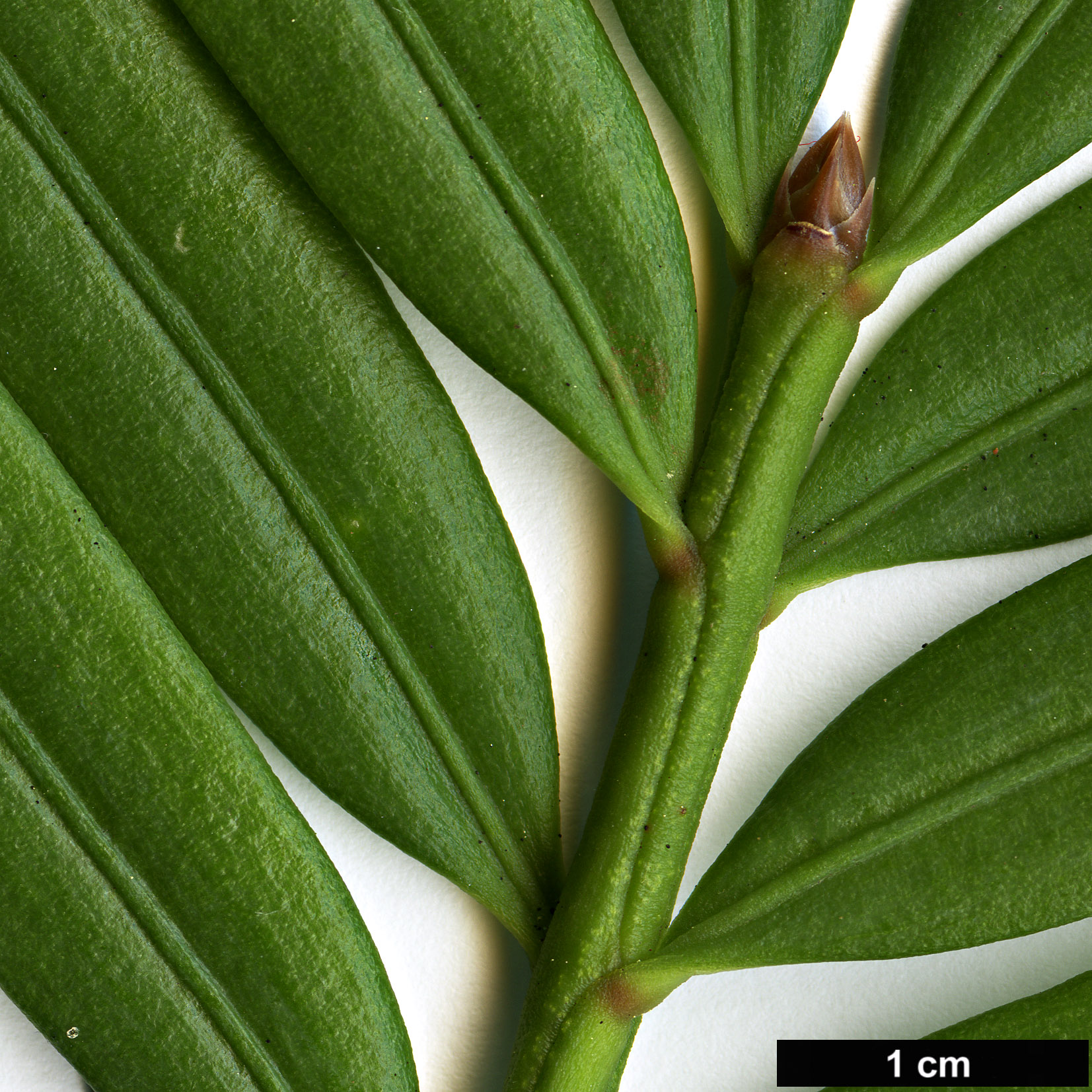 High resolution image: Family: Taxaceae - Genus: Amentotaxus - Taxon: yunnanensis