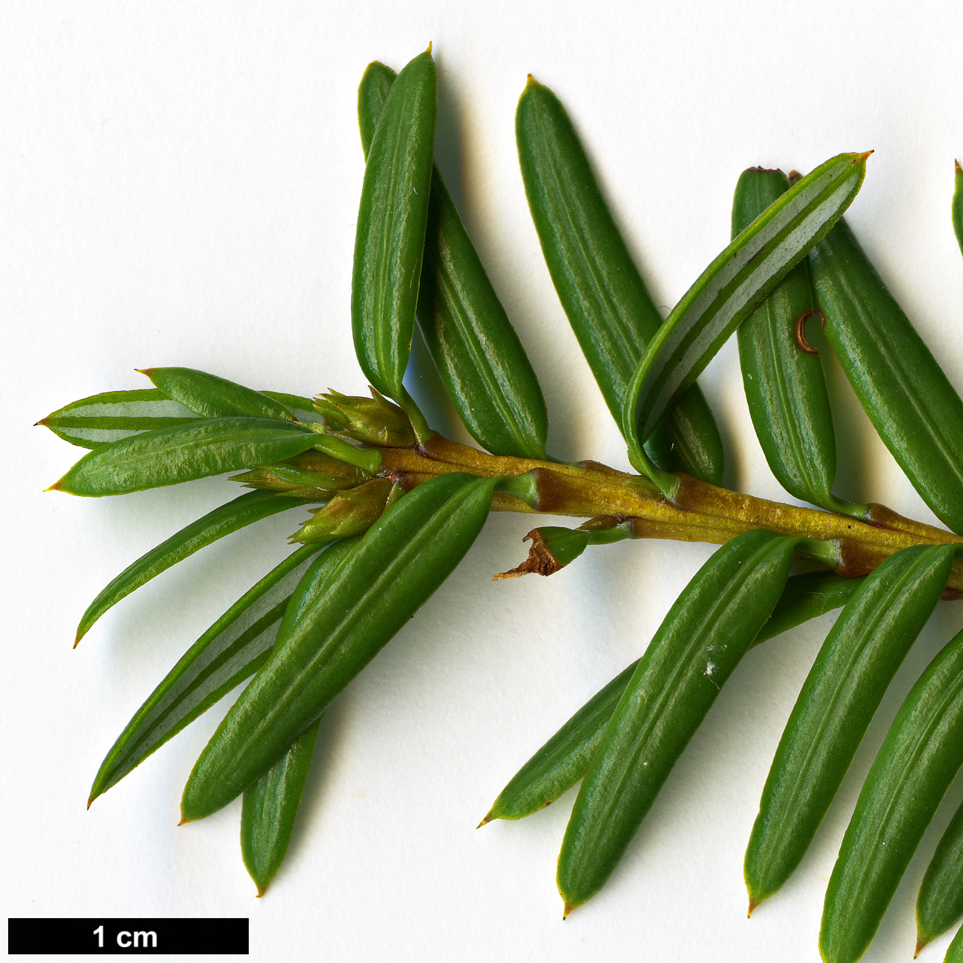 High resolution image: Family: Taxaceae - Genus: Pseudotaxus - Taxon: chienii