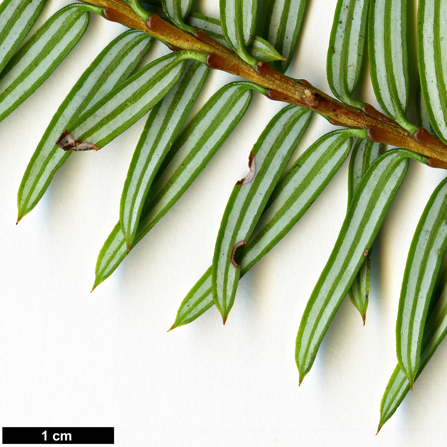 High resolution image: Family: Taxaceae - Genus: Pseudotaxus - Taxon: chienii