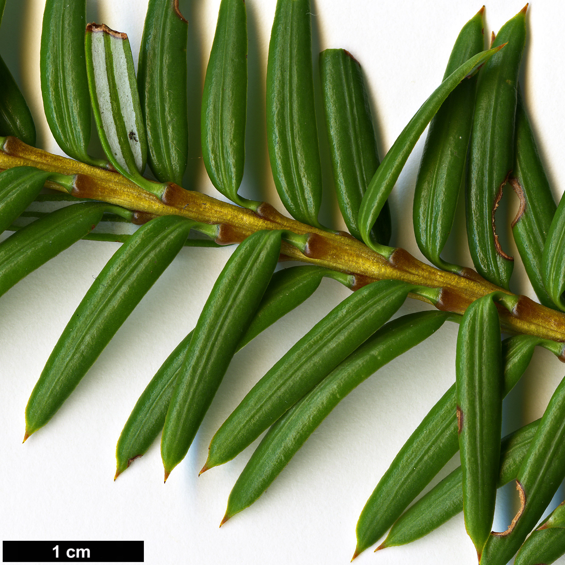 High resolution image: Family: Taxaceae - Genus: Pseudotaxus - Taxon: chienii