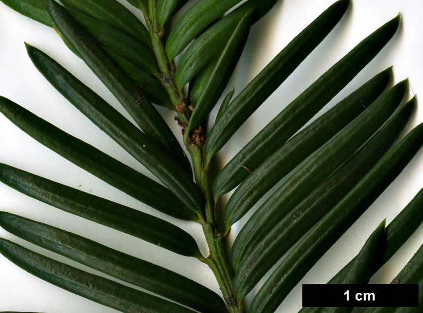 High resolution image: Family: Taxaceae - Genus: Taxus - Taxon: baccata