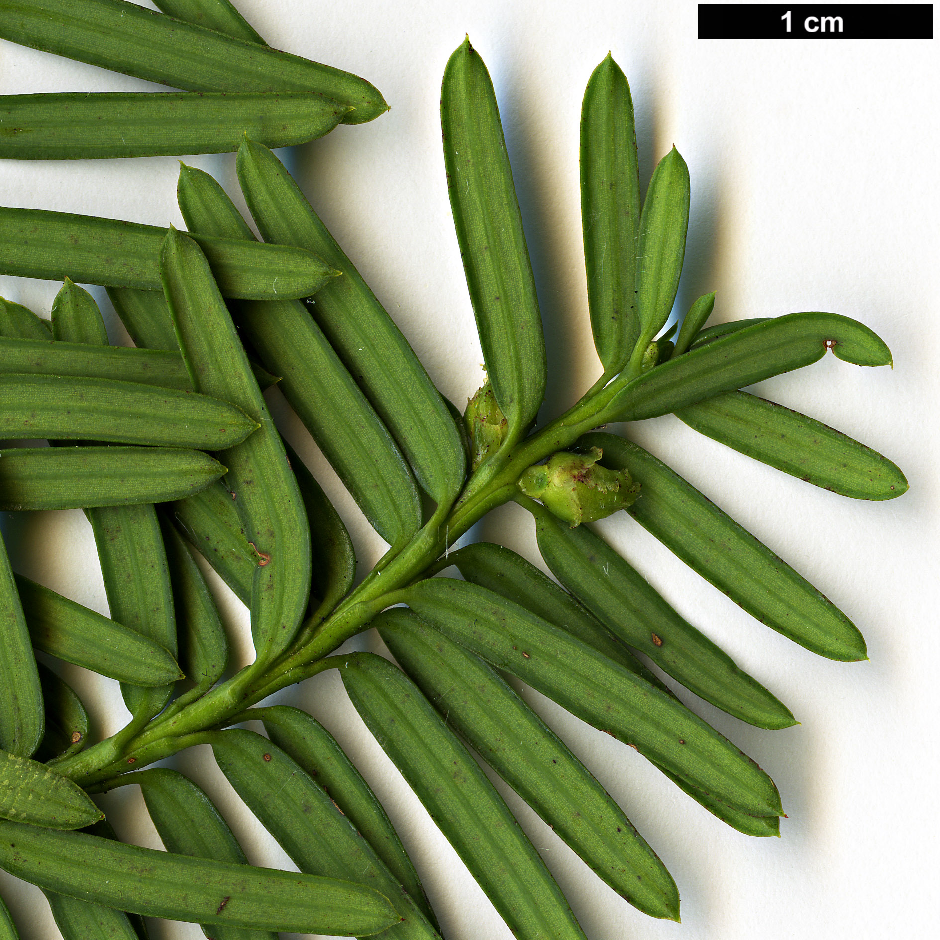 High resolution image: Family: Taxaceae - Genus: Taxus - Taxon: brevifolia