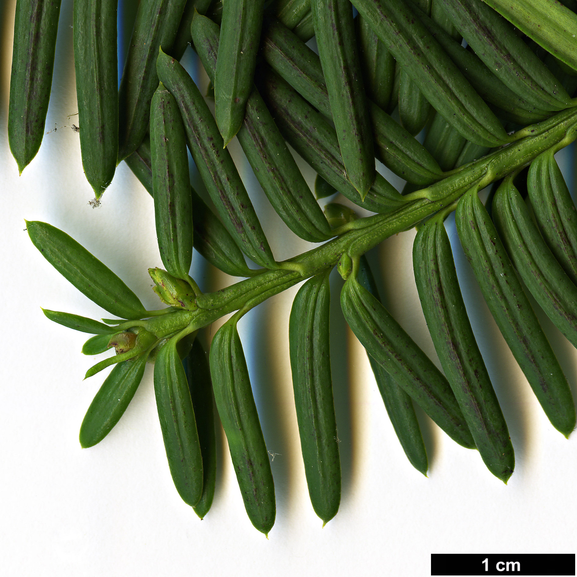 High resolution image: Family: Taxaceae - Genus: Taxus - Taxon: brevifolia