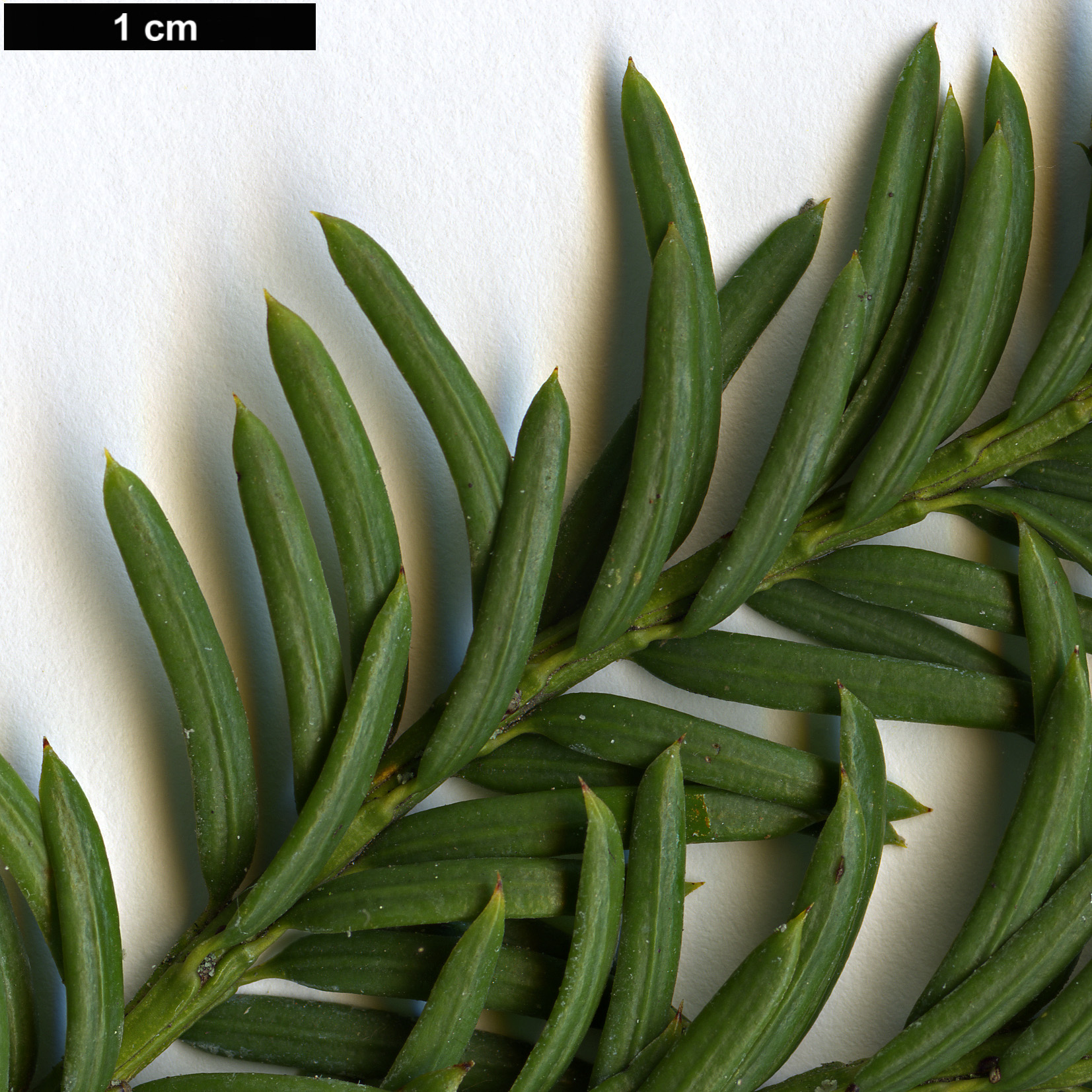 High resolution image: Family: Taxaceae - Genus: Taxus - Taxon: canadensis