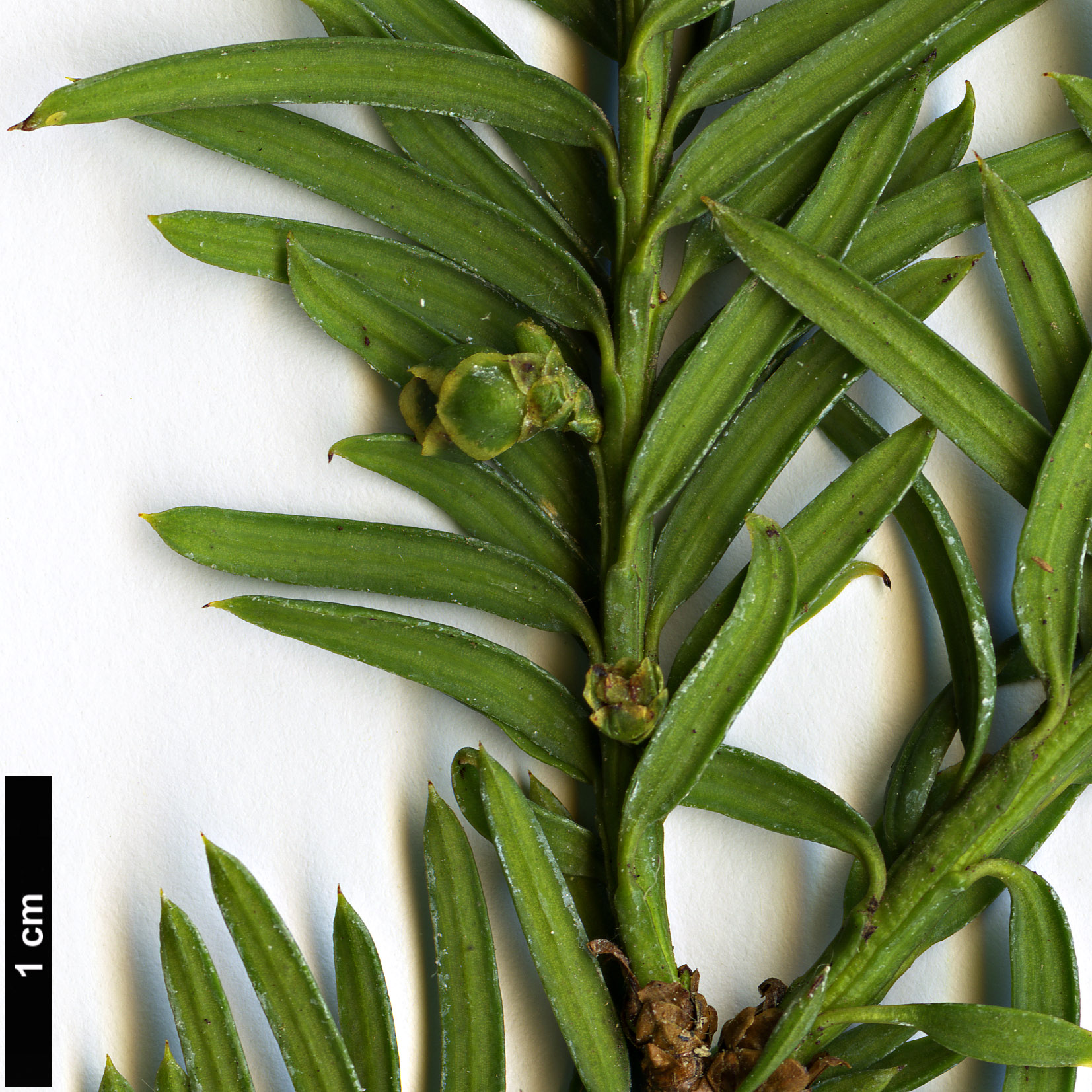 High resolution image: Family: Taxaceae - Genus: Taxus - Taxon: canadensis