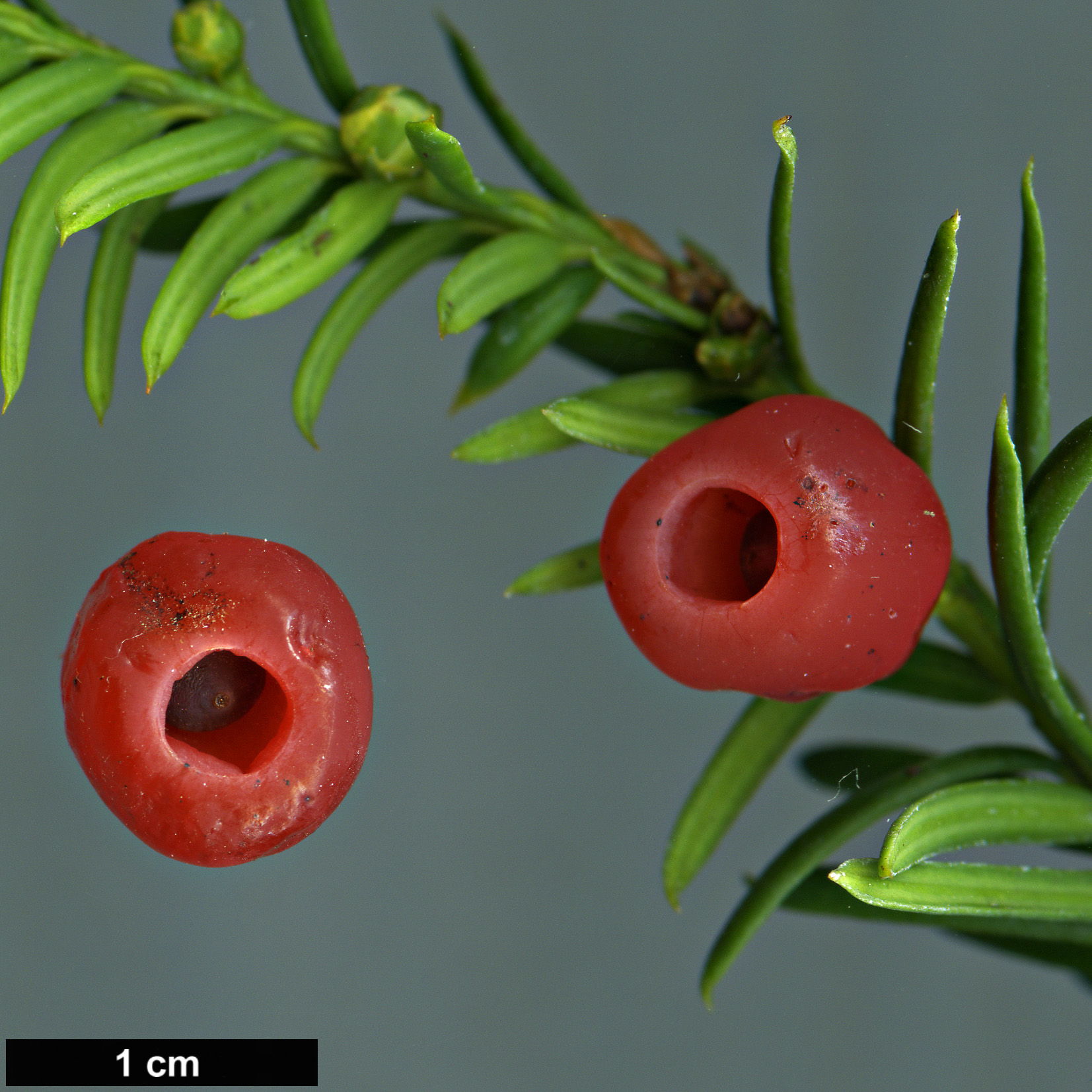 High resolution image: Family: Taxaceae - Genus: Taxus - Taxon: canadensis