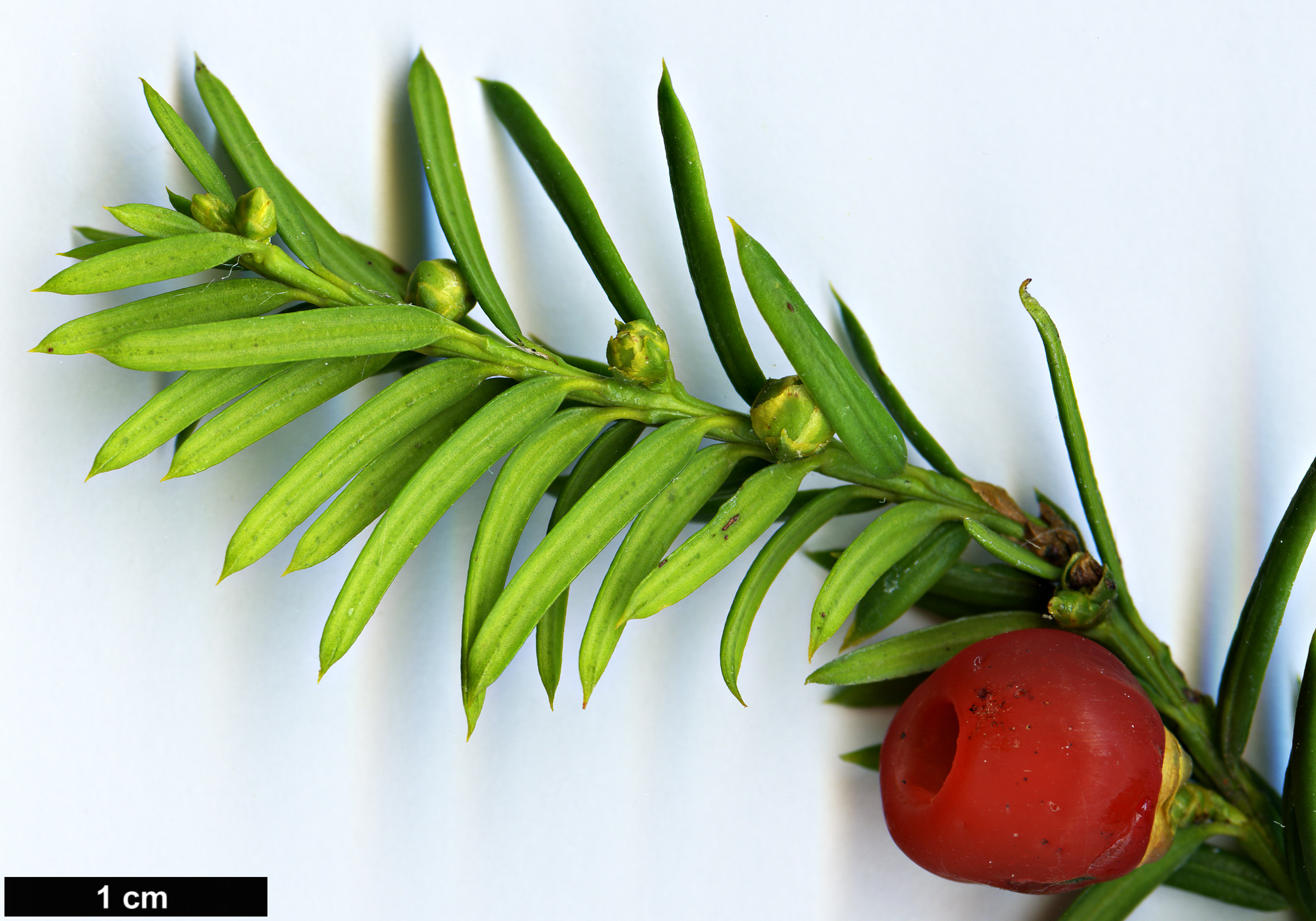 High resolution image: Family: Taxaceae - Genus: Taxus - Taxon: canadensis