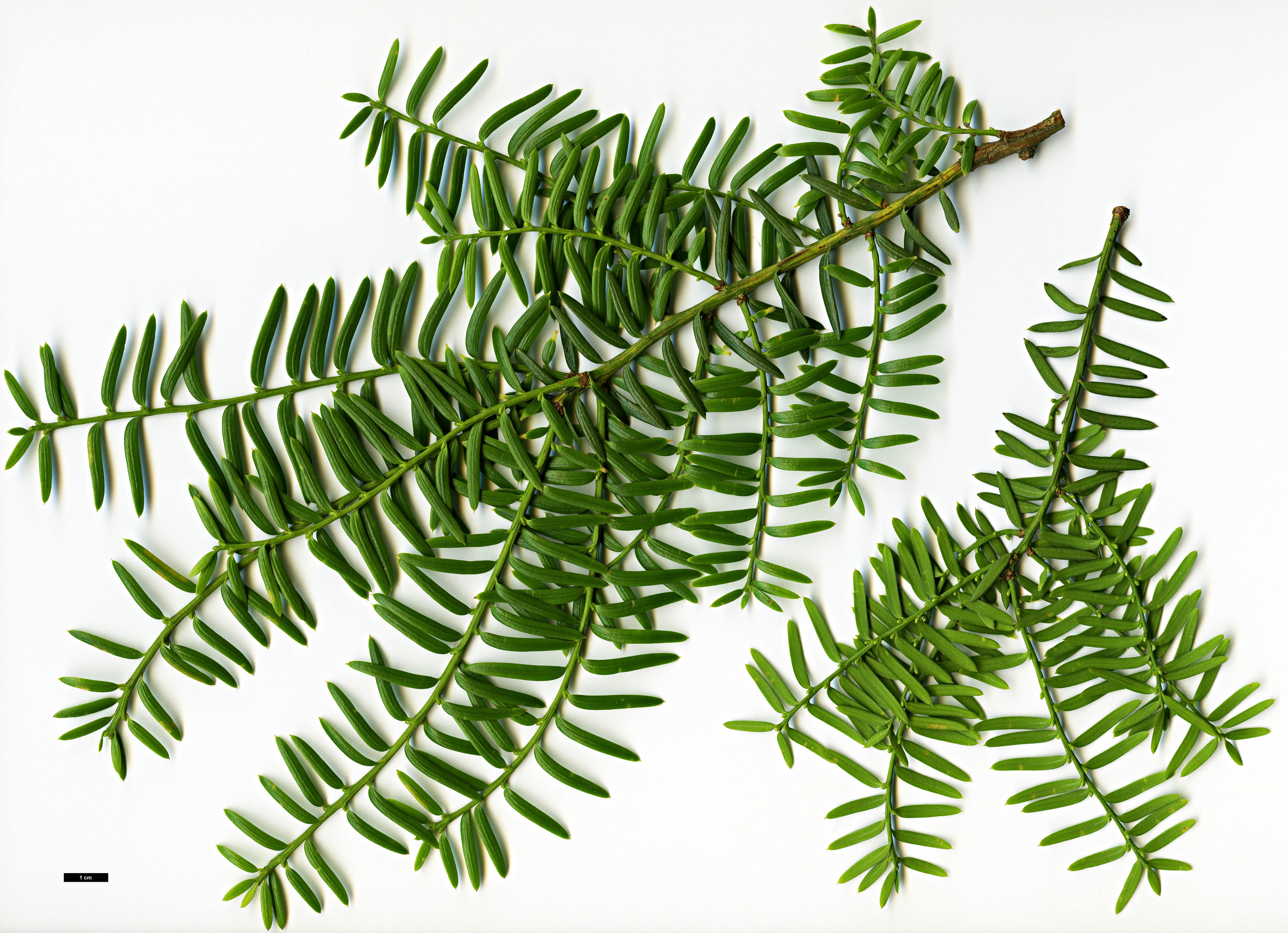 High resolution image: Family: Taxaceae - Genus: Taxus - Taxon: chinensis