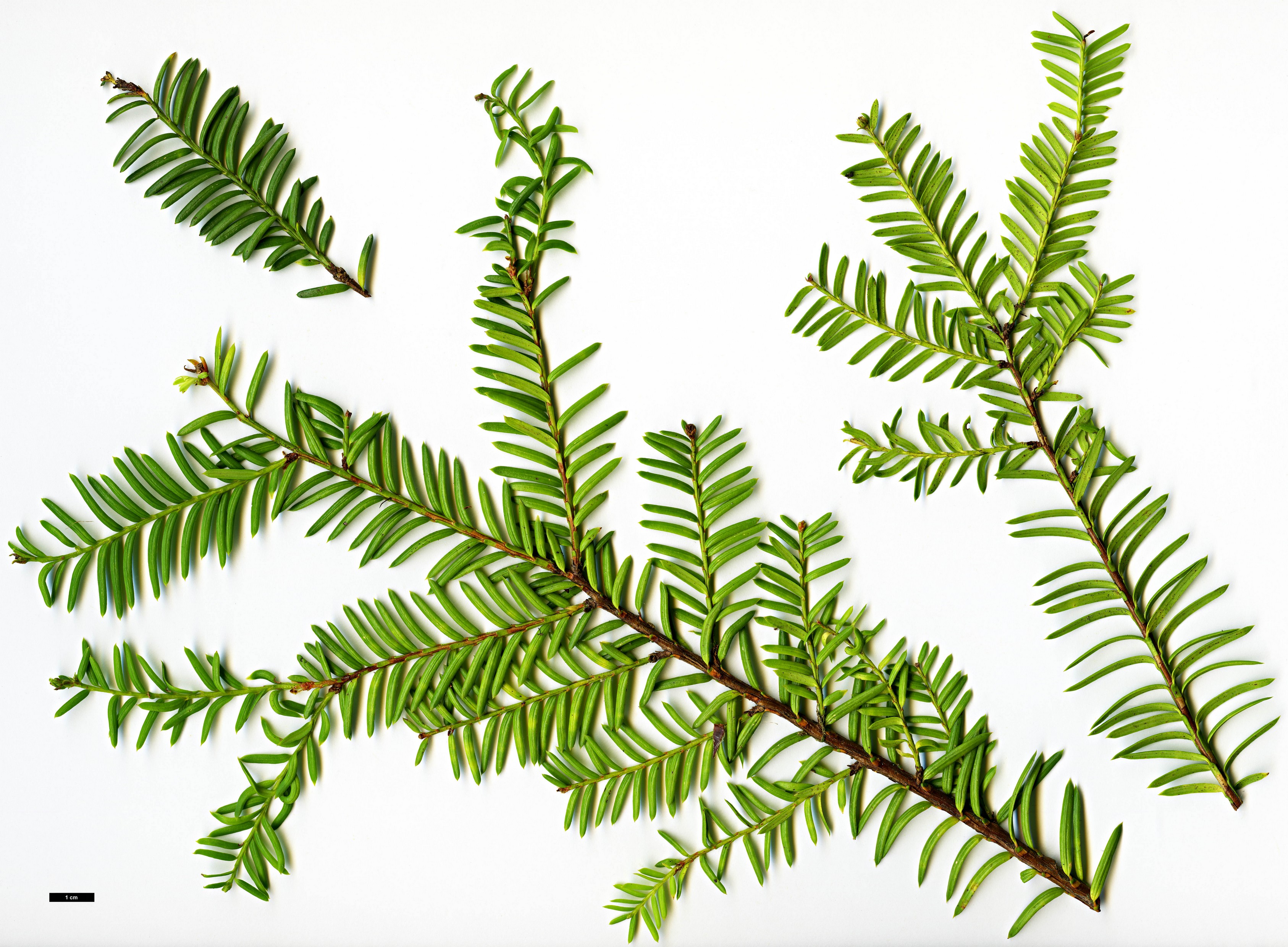 High resolution image: Family: Taxaceae - Genus: Taxus - Taxon: cuspidata