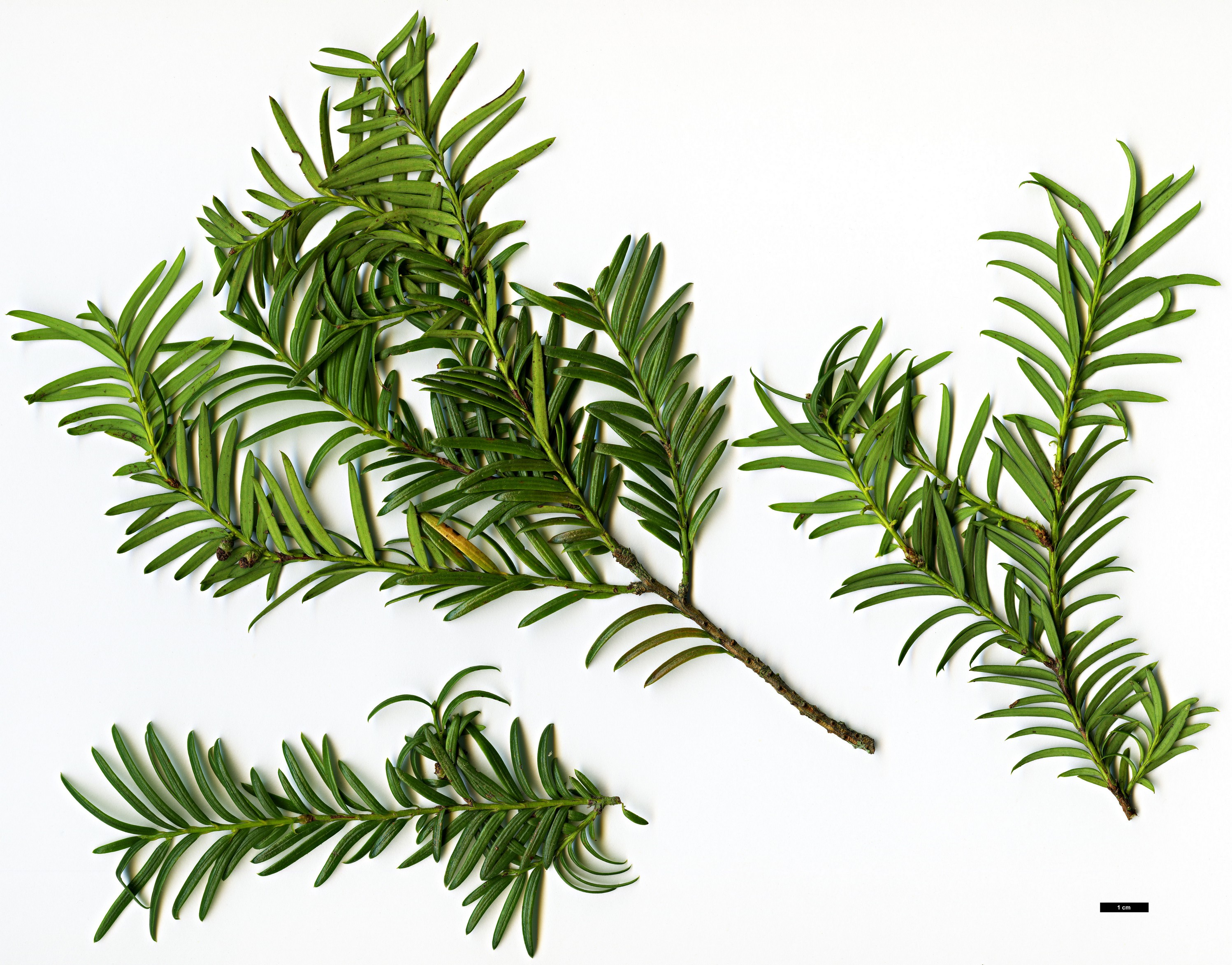 High resolution image: Family: Taxaceae - Genus: Taxus - Taxon: globosa