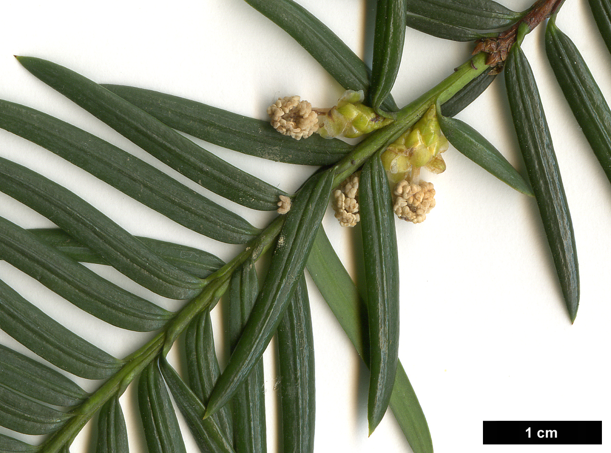 High resolution image: Family: Taxaceae - Genus: Taxus - Taxon: wallichiana