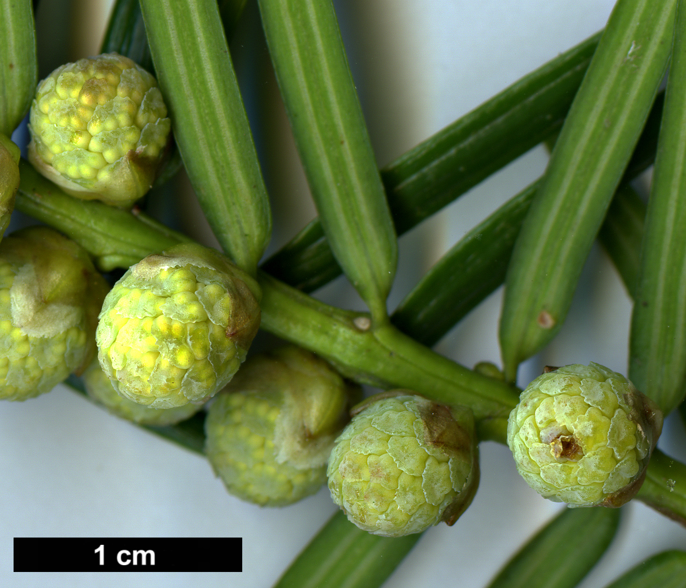 High resolution image: Family: Taxaceae - Genus: Torreya - Taxon: californica