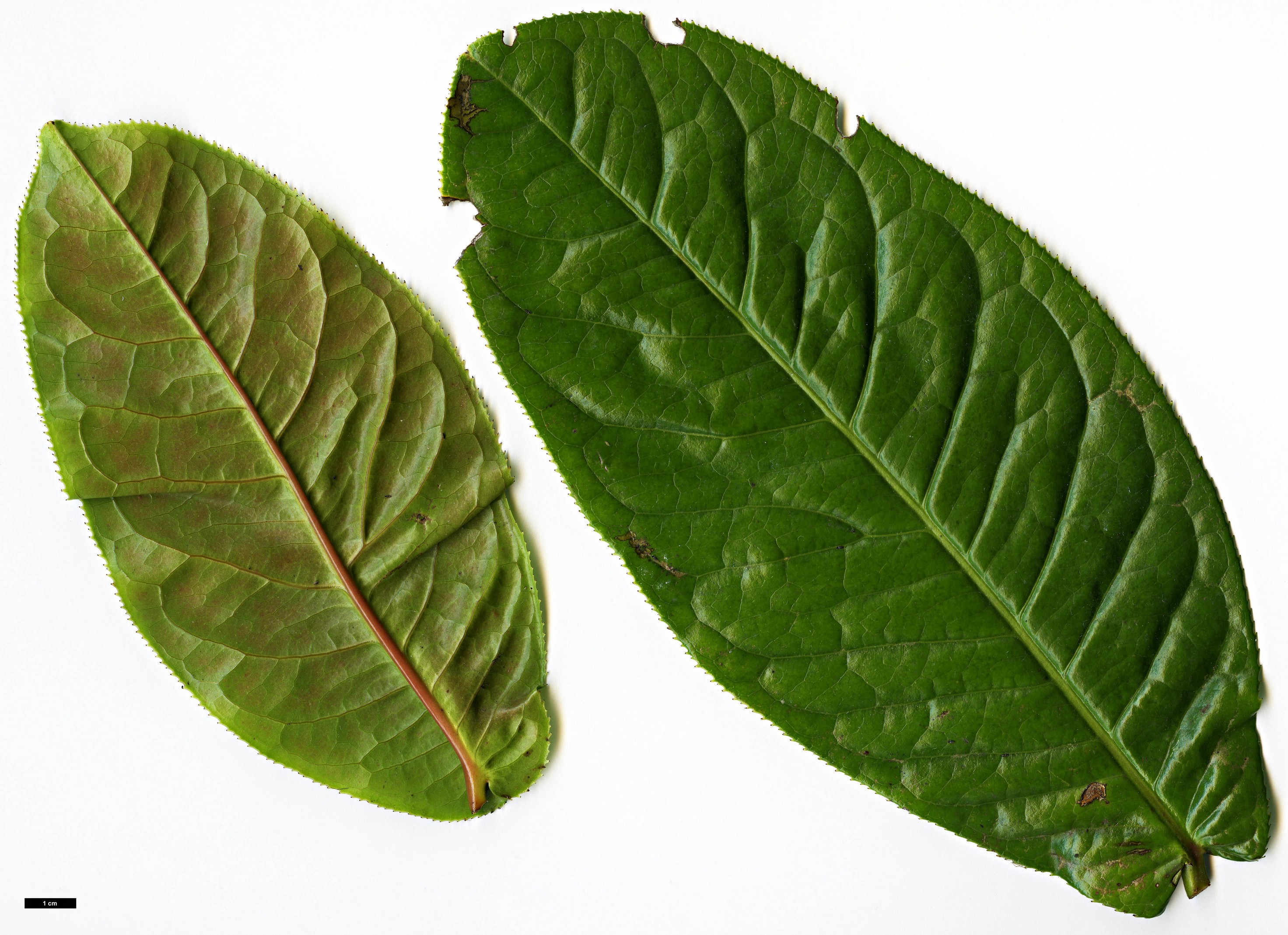 High resolution image: Family: Theaceae - Genus: Camellia - Taxon: amplexicaulis