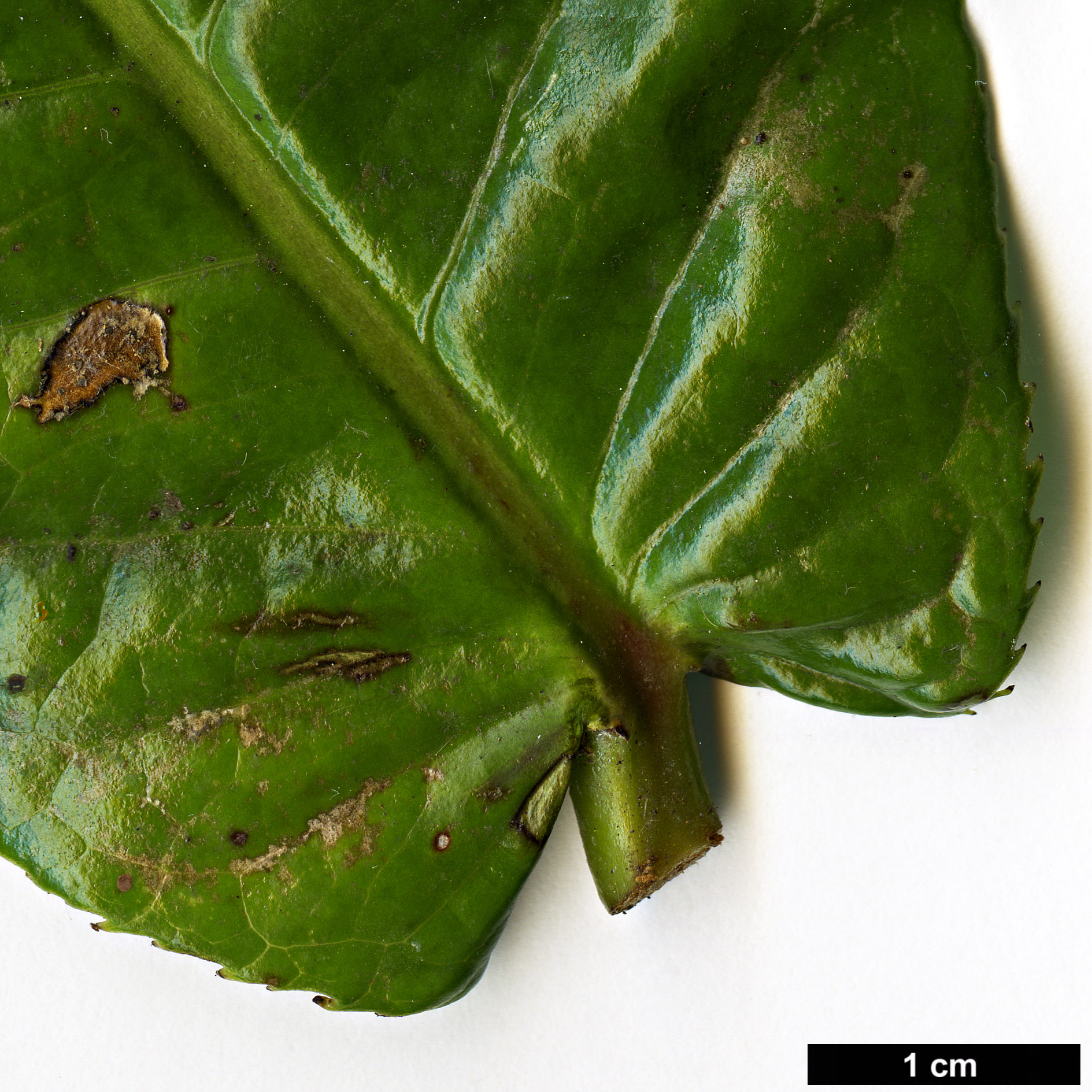 High resolution image: Family: Theaceae - Genus: Camellia - Taxon: amplexicaulis