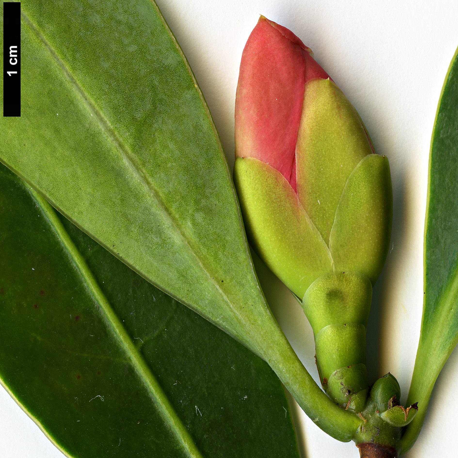 High resolution image: Family: Theaceae - Genus: Camellia - Taxon: azalea