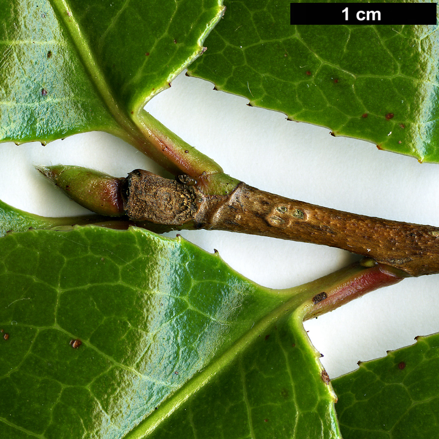 High resolution image: Family: Theaceae - Genus: Camellia - Taxon: bailinshanica