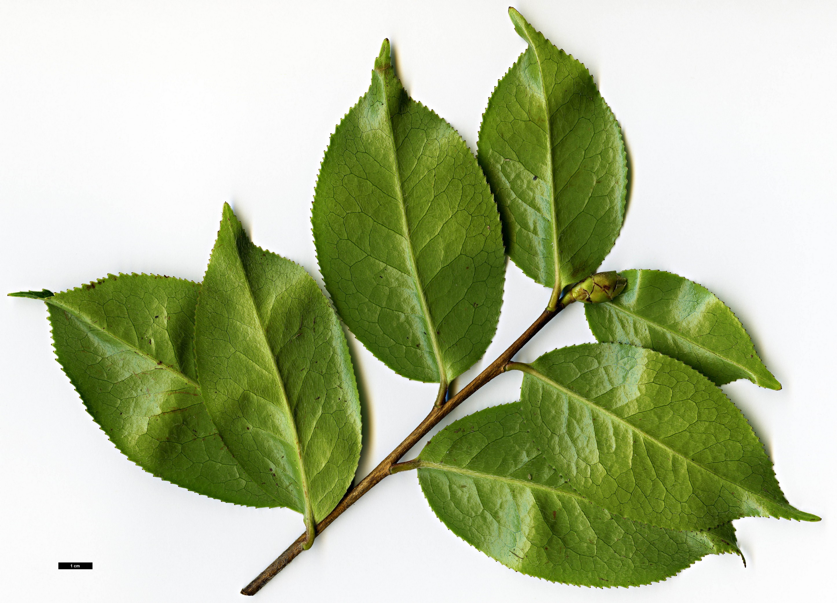 High resolution image: Family: Theaceae - Genus: Camellia - Taxon: bailinshanica