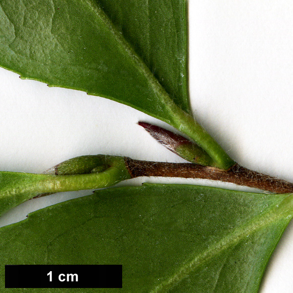 High resolution image: Family: Theaceae - Genus: Camellia - Taxon: brevistyla