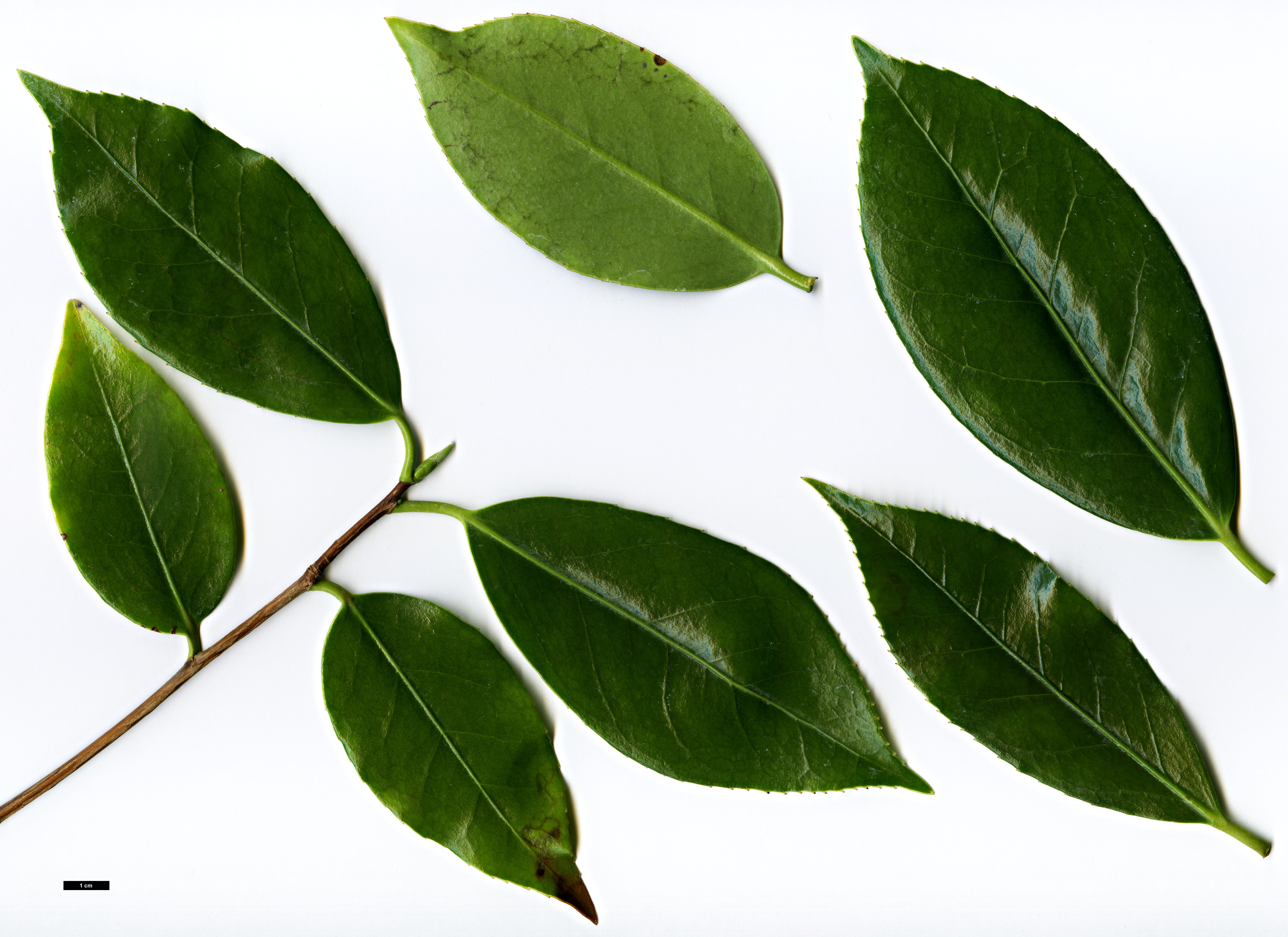 High resolution image: Family: Theaceae - Genus: Camellia - Taxon: chekiangoleosa