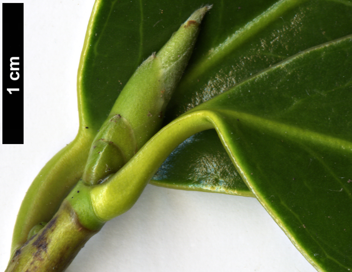 High resolution image: Family: Theaceae - Genus: Camellia - Taxon: chekiangoleosa