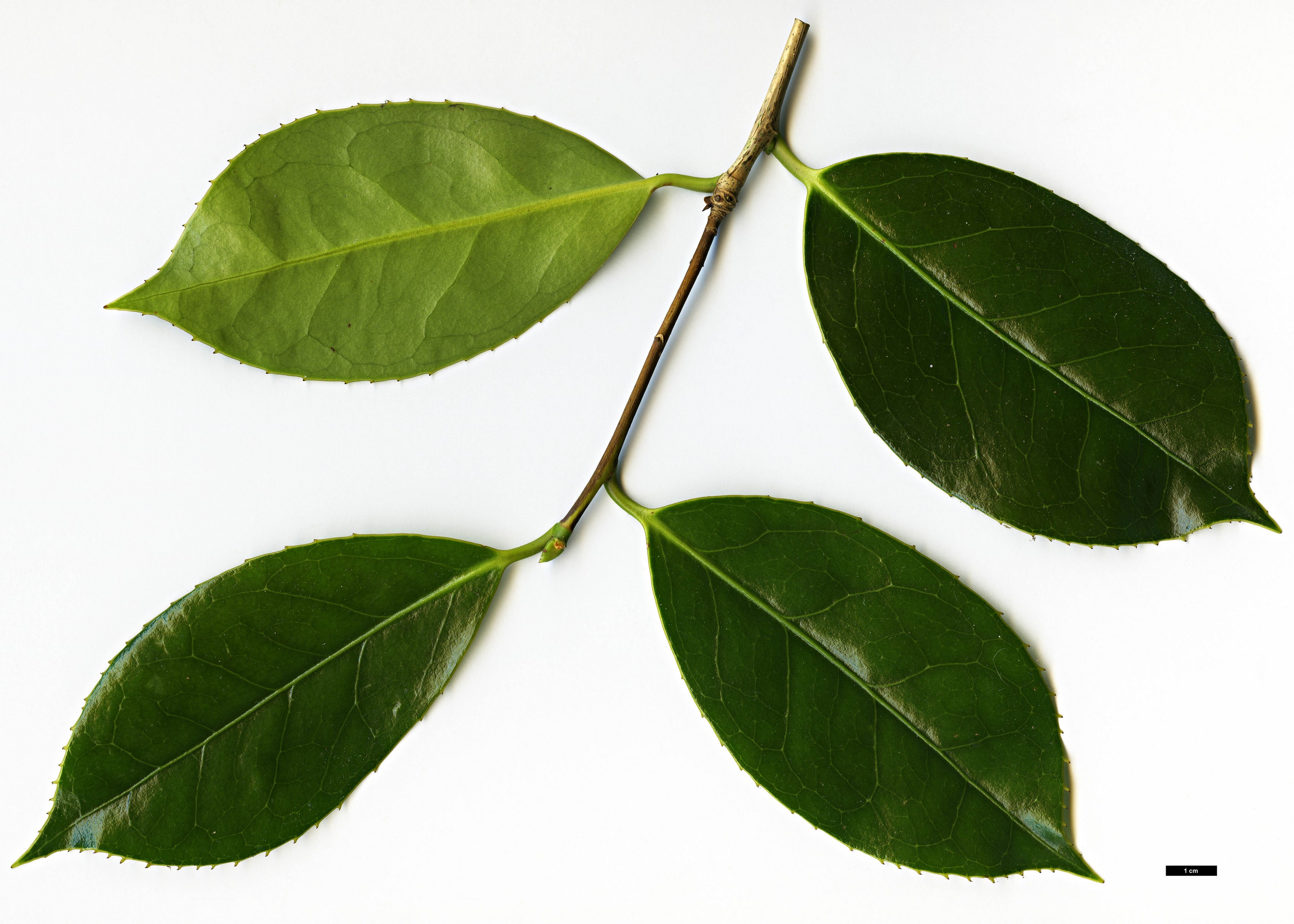 High resolution image: Family: Theaceae - Genus: Camellia - Taxon: chekiangoleosa