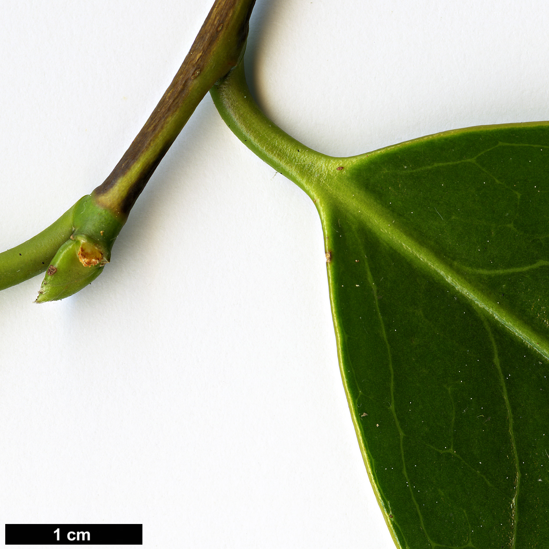 High resolution image: Family: Theaceae - Genus: Camellia - Taxon: chekiangoleosa