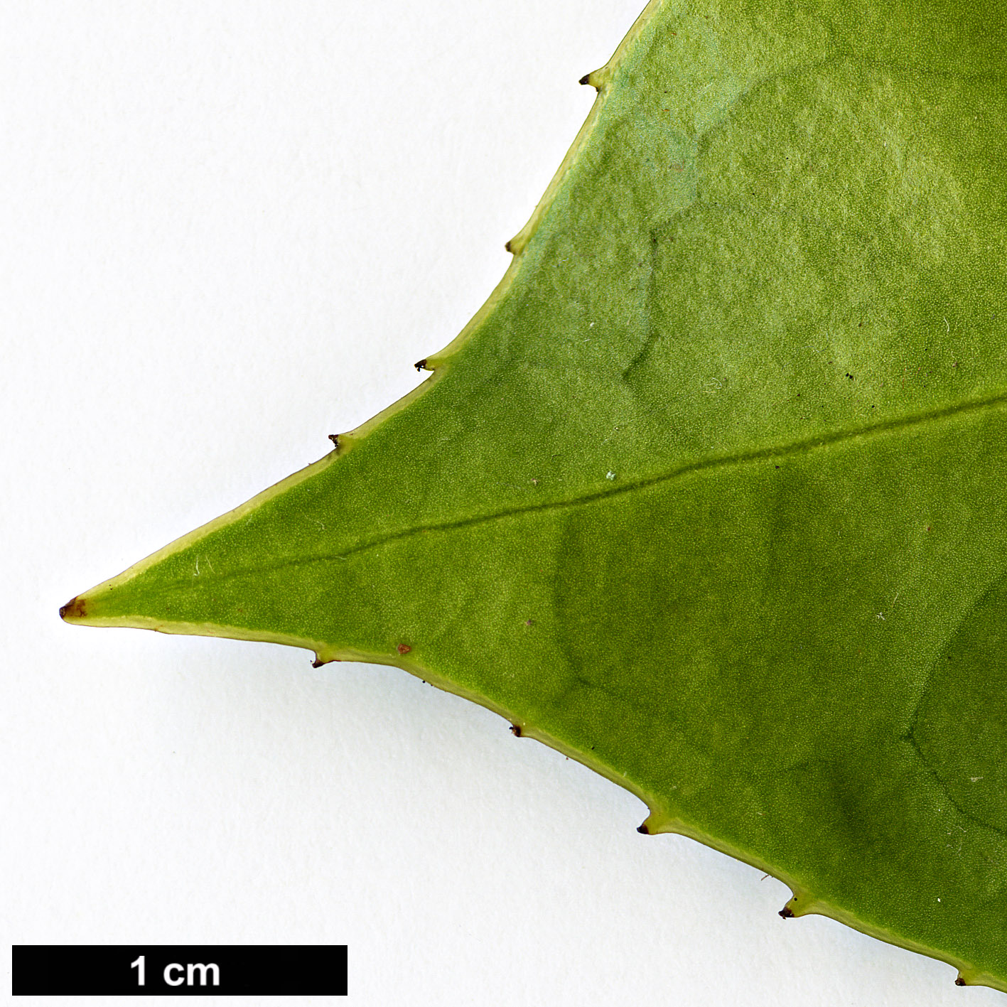 High resolution image: Family: Theaceae - Genus: Camellia - Taxon: chekiangoleosa