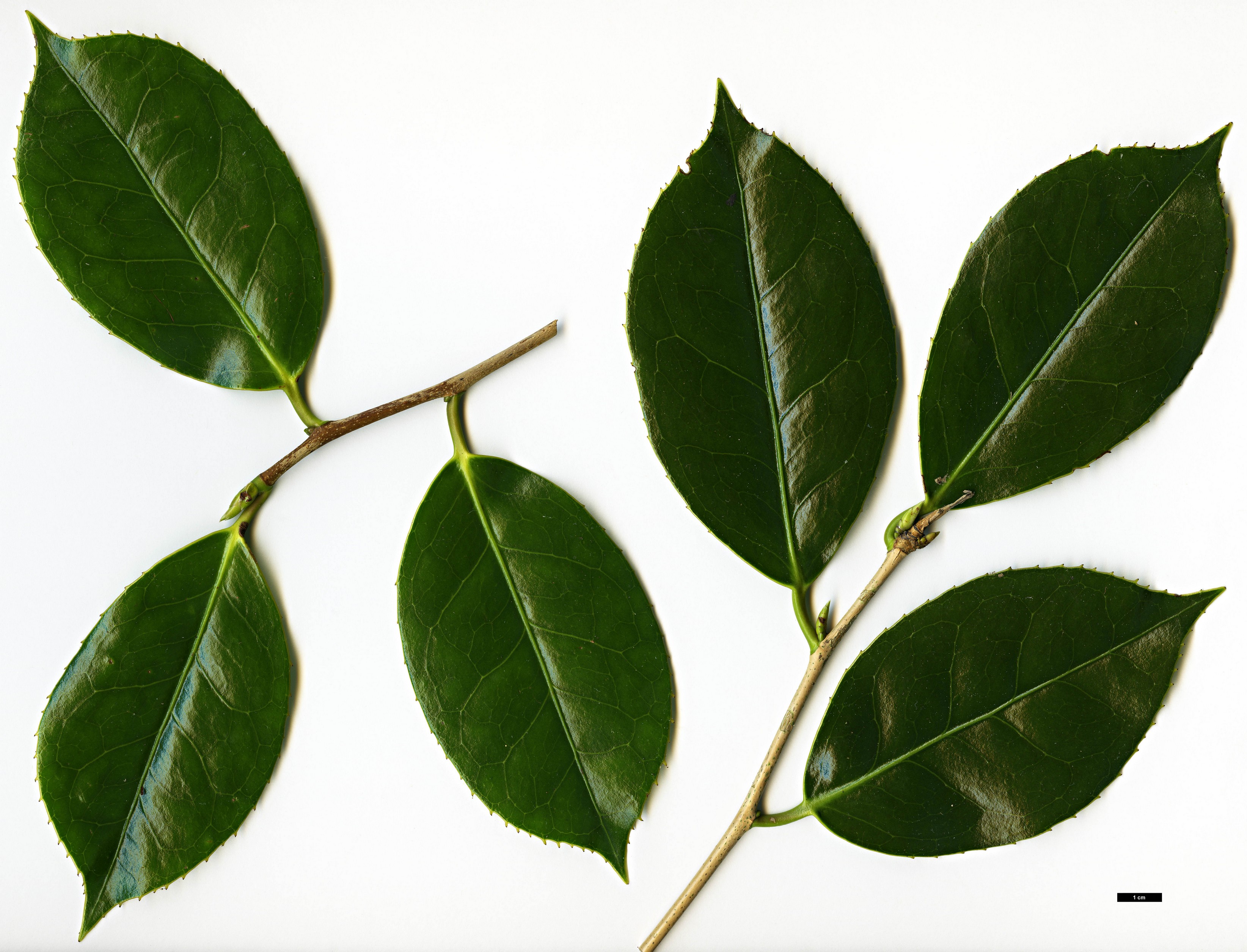 High resolution image: Family: Theaceae - Genus: Camellia - Taxon: chekiangoleosa