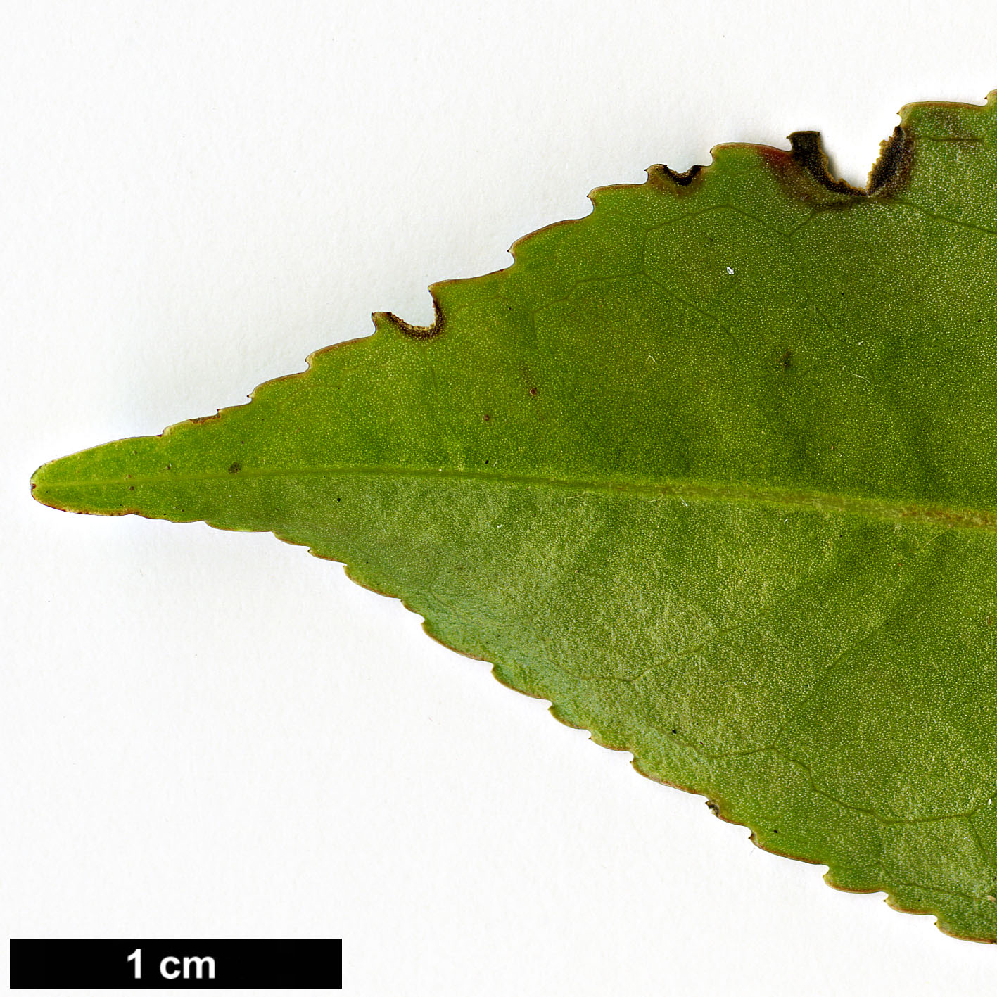 High resolution image: Family: Theaceae - Genus: Camellia - Taxon: cordifolia