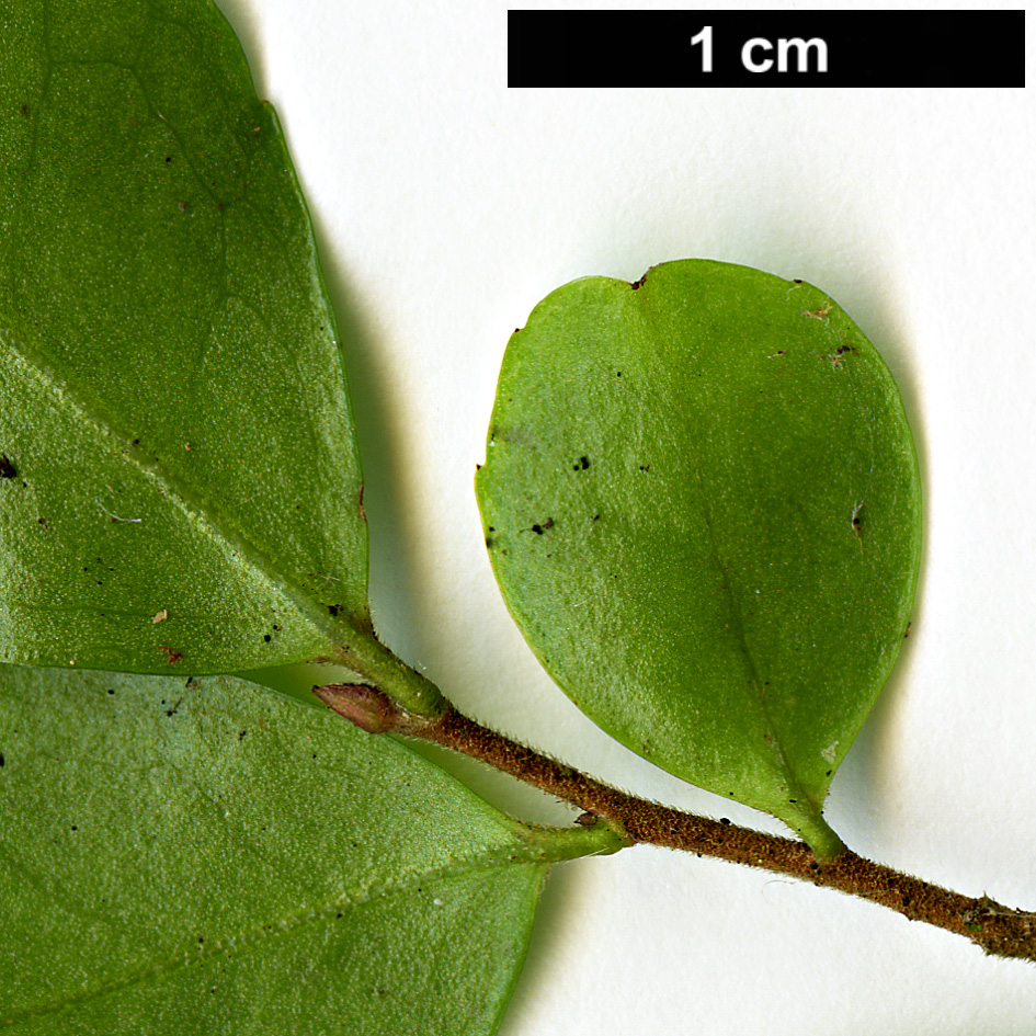 High resolution image: Family: Theaceae - Genus: Camellia - Taxon: costei