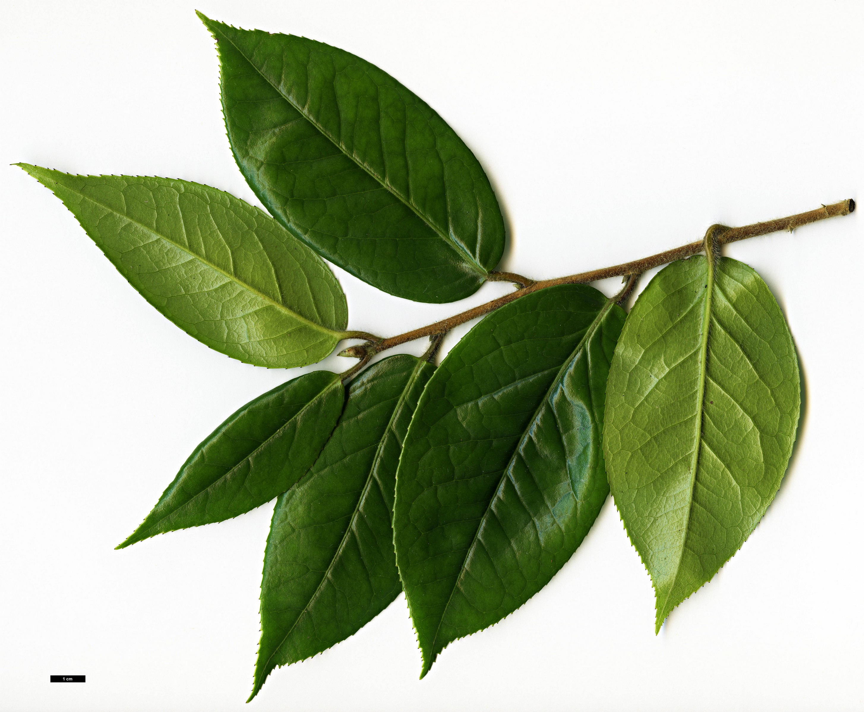 High resolution image: Family: Theaceae - Genus: Camellia - Taxon: edithae