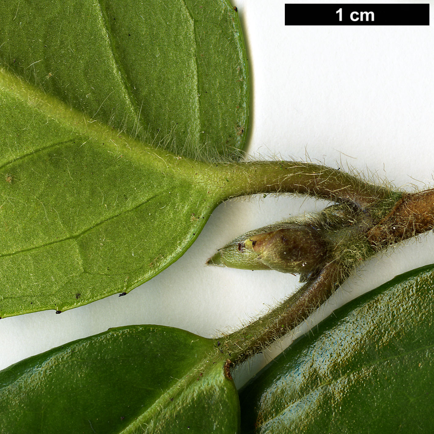 High resolution image: Family: Theaceae - Genus: Camellia - Taxon: edithae