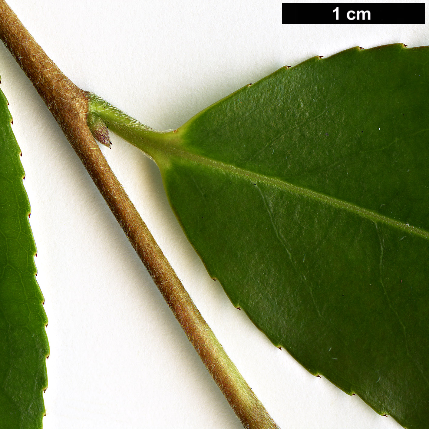 High resolution image: Family: Theaceae - Genus: Camellia - Taxon: fansipanensis