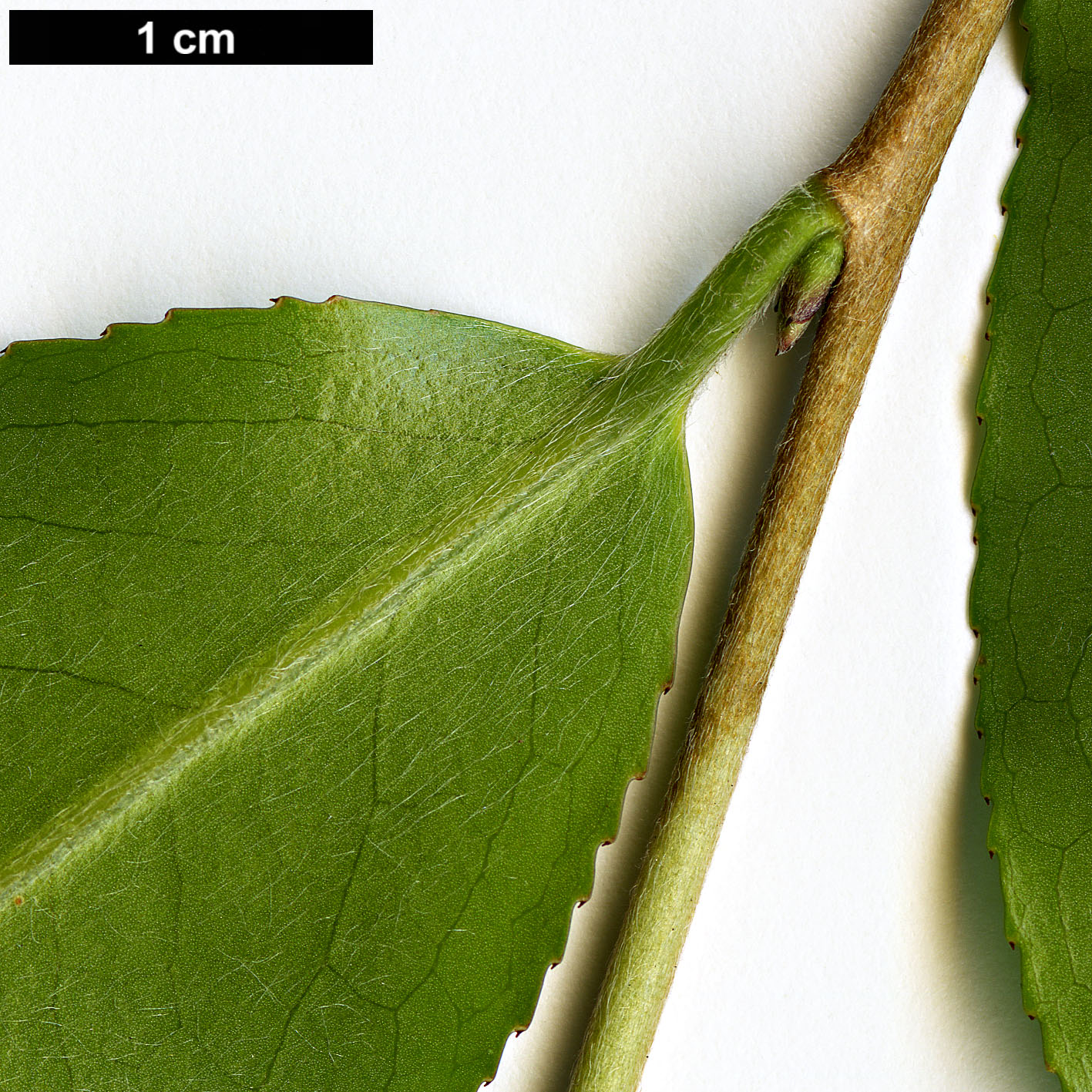 High resolution image: Family: Theaceae - Genus: Camellia - Taxon: fansipanensis