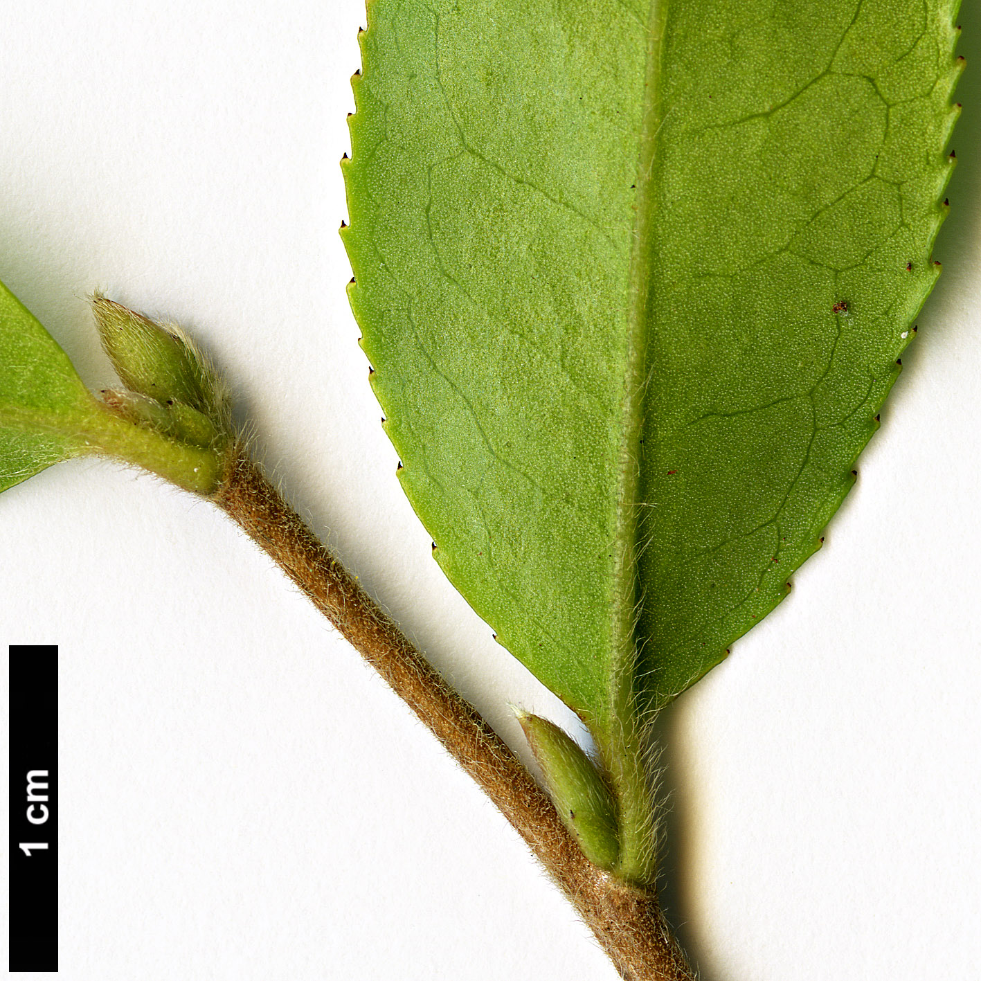 High resolution image: Family: Theaceae - Genus: Camellia - Taxon: forrestii