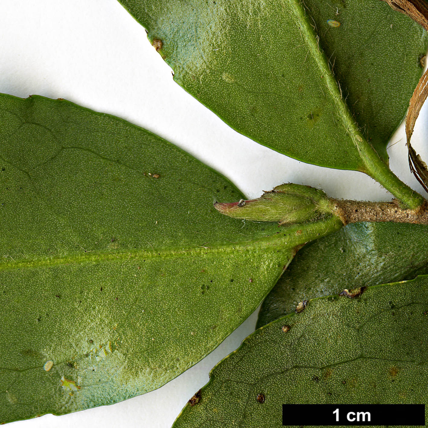 High resolution image: Family: Theaceae - Genus: Camellia - Taxon: fraterna