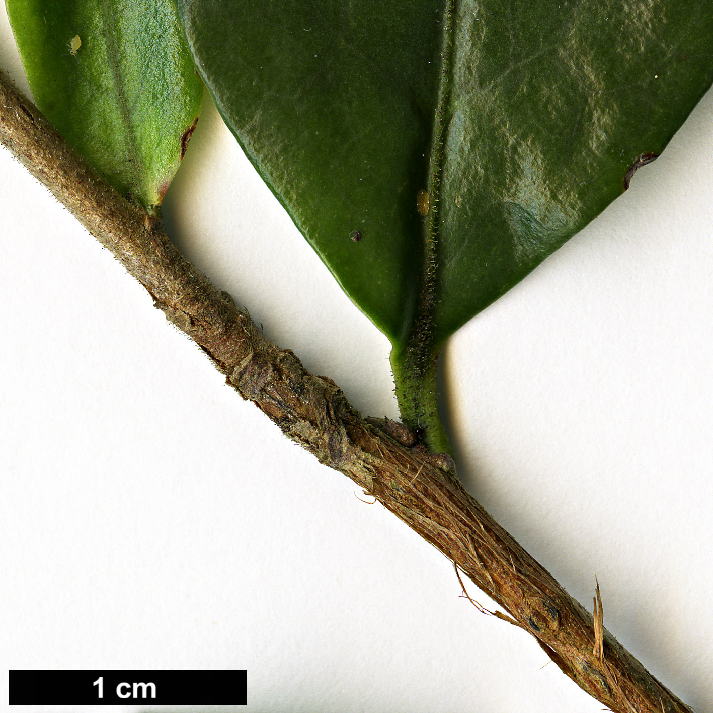 High resolution image: Family: Theaceae - Genus: Camellia - Taxon: fraterna