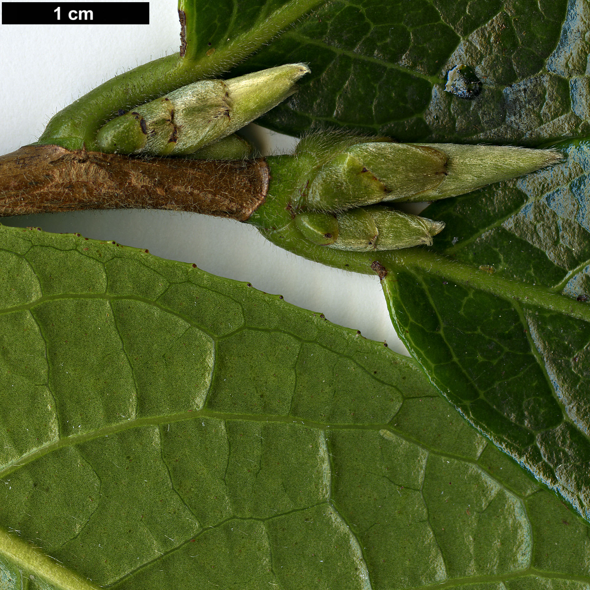 High resolution image: Family: Theaceae - Genus: Camellia - Taxon: granthamiana