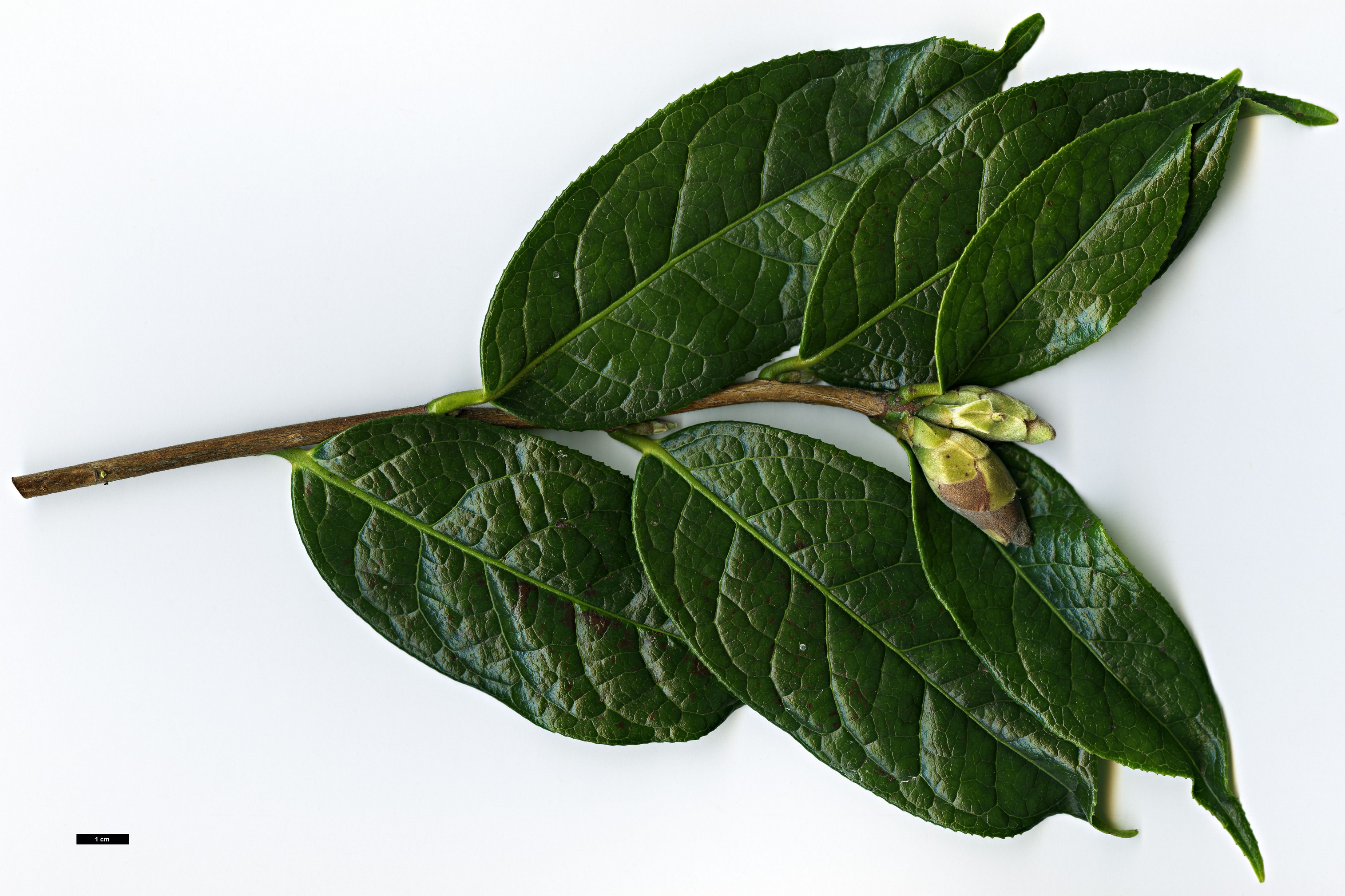 High resolution image: Family: Theaceae - Genus: Camellia - Taxon: granthamiana