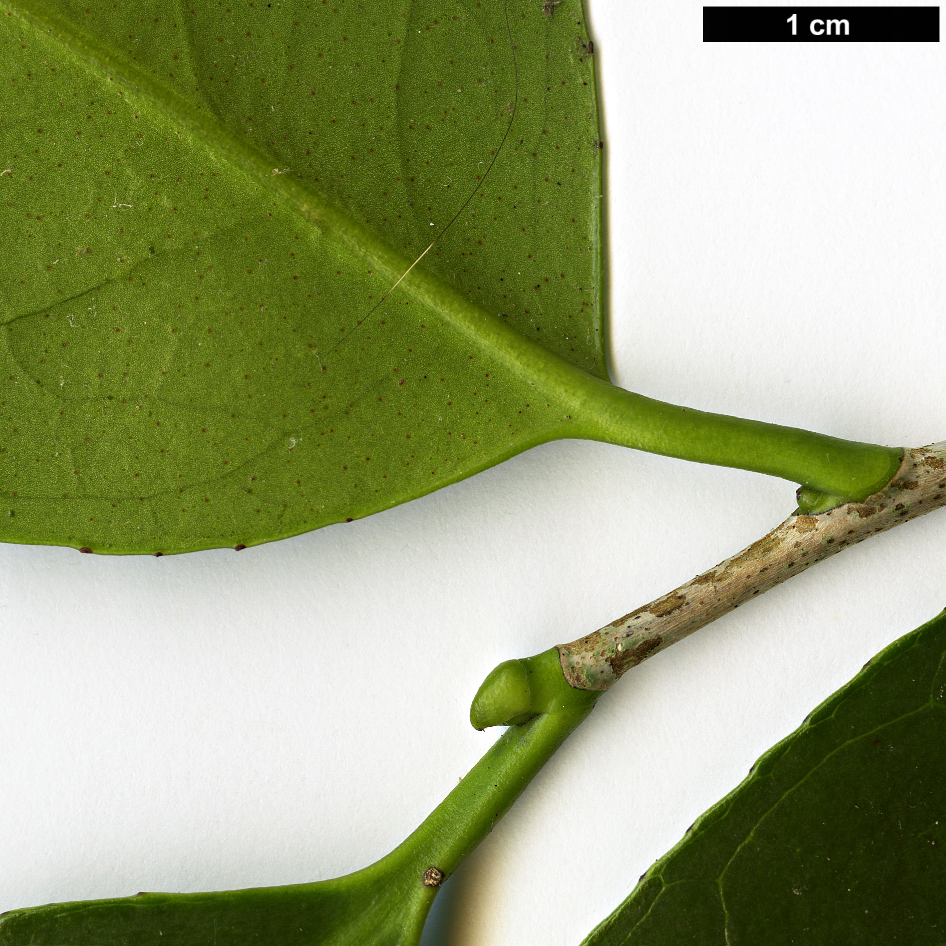 High resolution image: Family: Theaceae - Genus: Camellia - Taxon: japonica