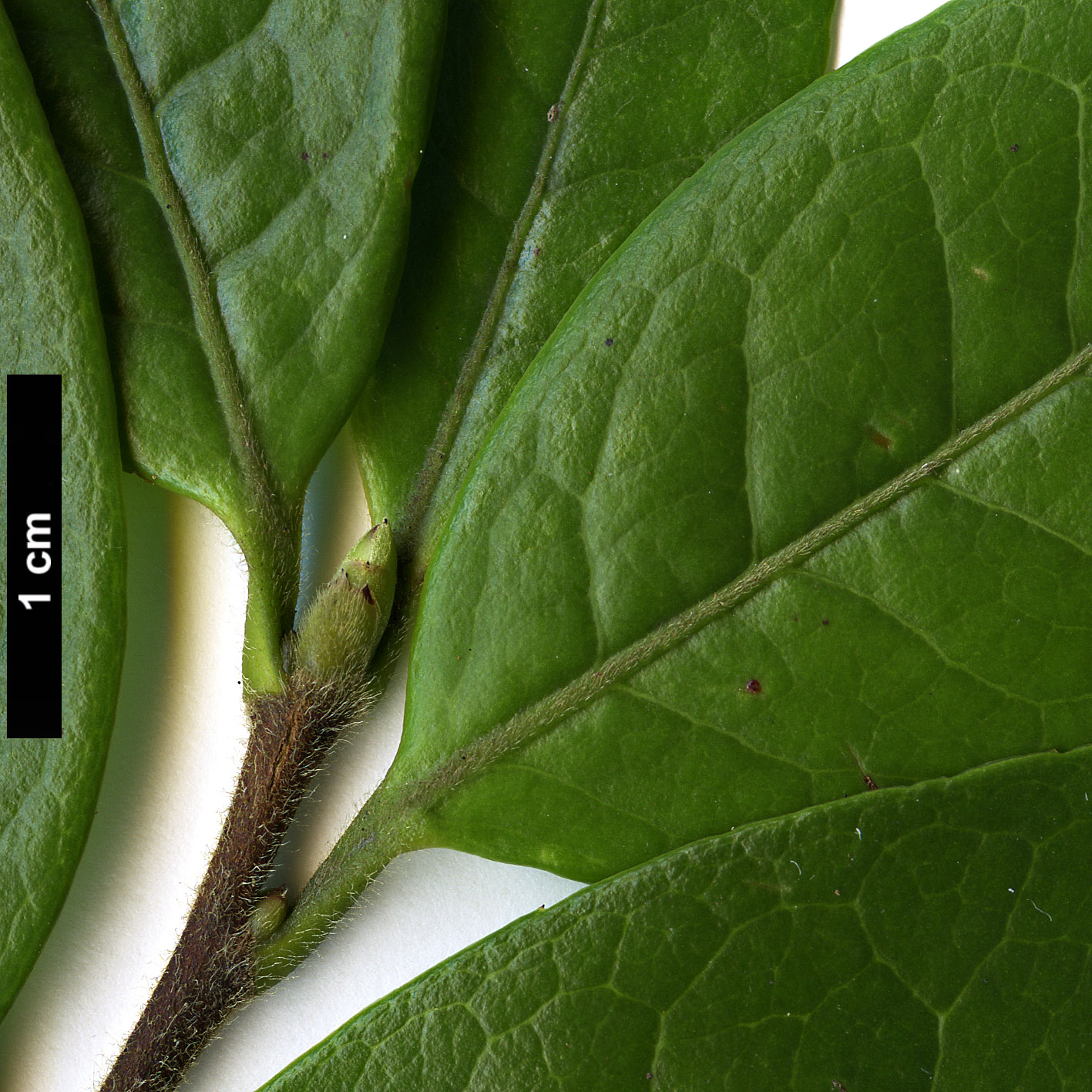 High resolution image: Family: Theaceae - Genus: Camellia - Taxon: kissii