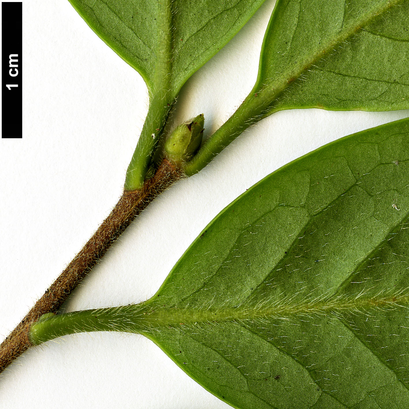 High resolution image: Family: Theaceae - Genus: Camellia - Taxon: kissii