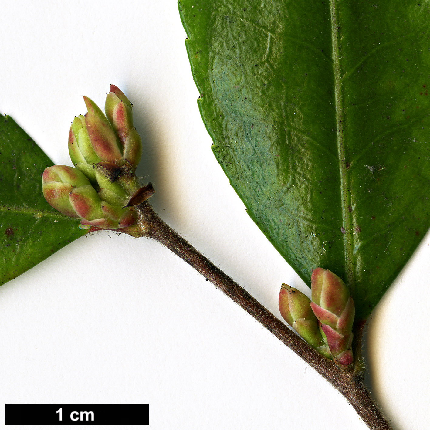 High resolution image: Family: Theaceae - Genus: Camellia - Taxon: lutchuensis