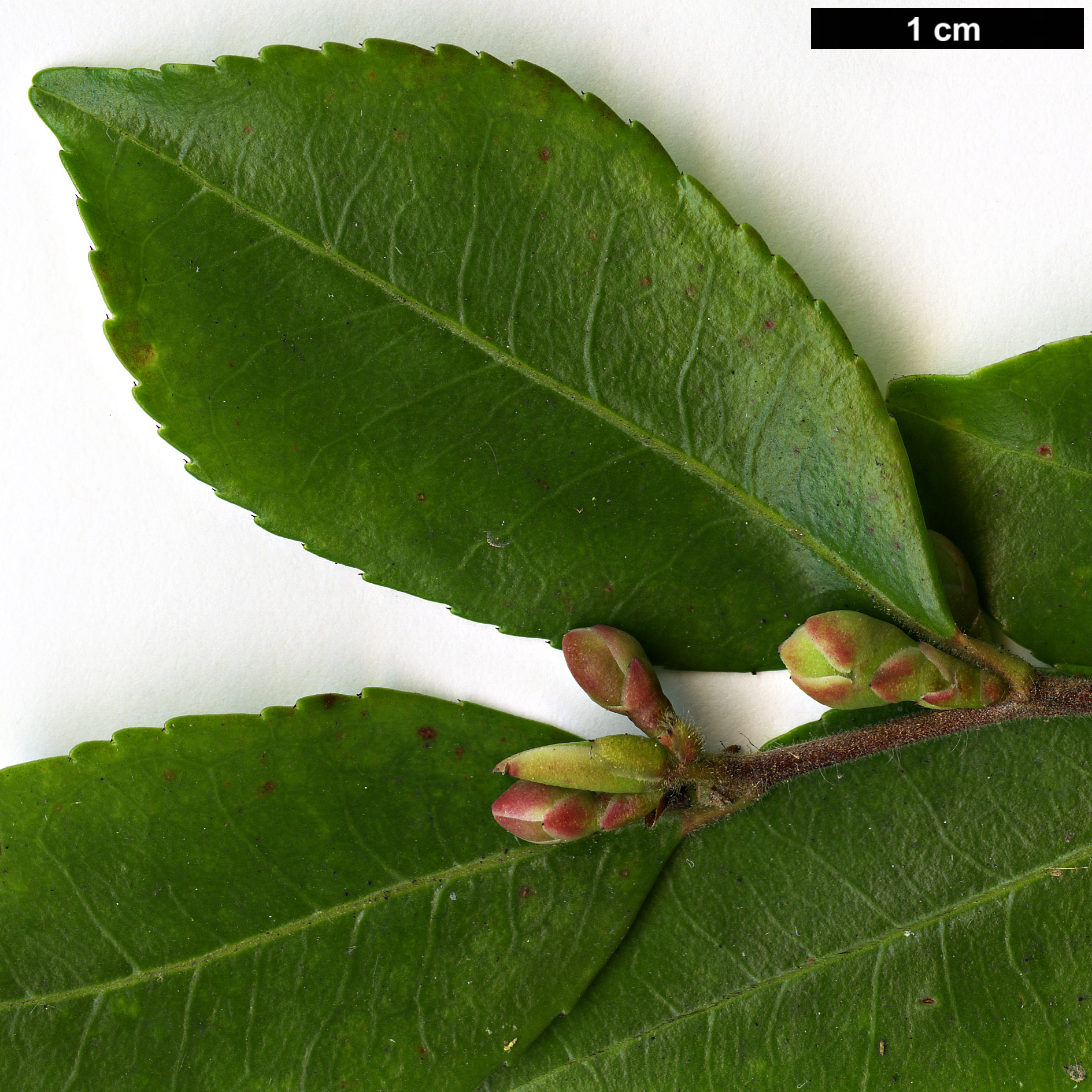 High resolution image: Family: Theaceae - Genus: Camellia - Taxon: lutchuensis