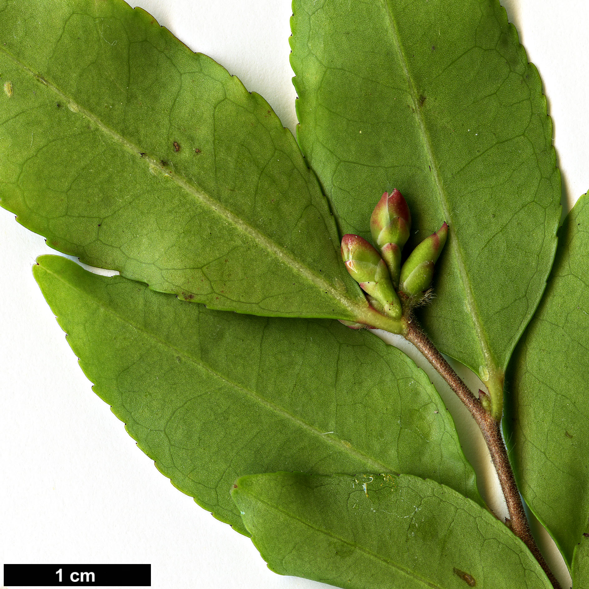 High resolution image: Family: Theaceae - Genus: Camellia - Taxon: lutchuensis