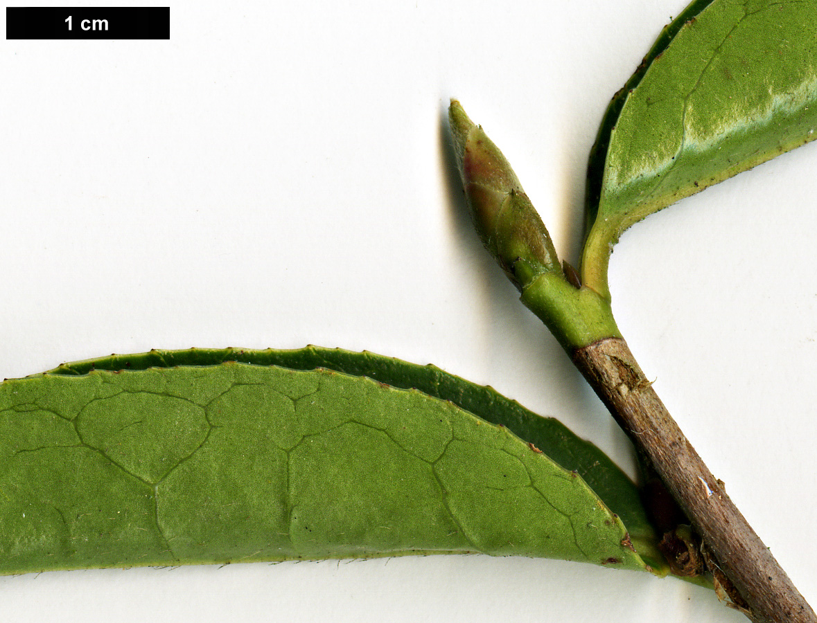 High resolution image: Family: Theaceae - Genus: Camellia - Taxon: pitardii