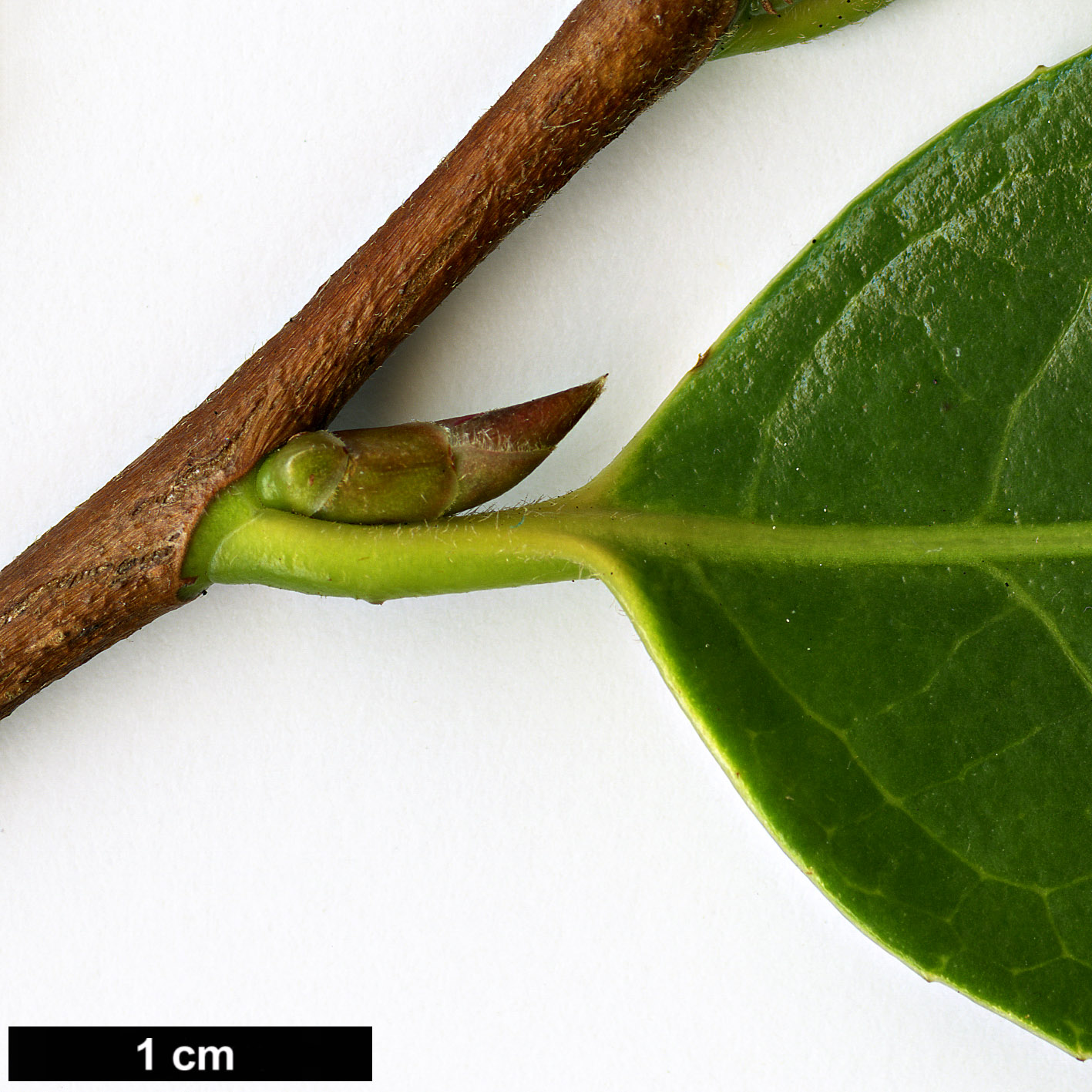 High resolution image: Family: Theaceae - Genus: Camellia - Taxon: pitardii