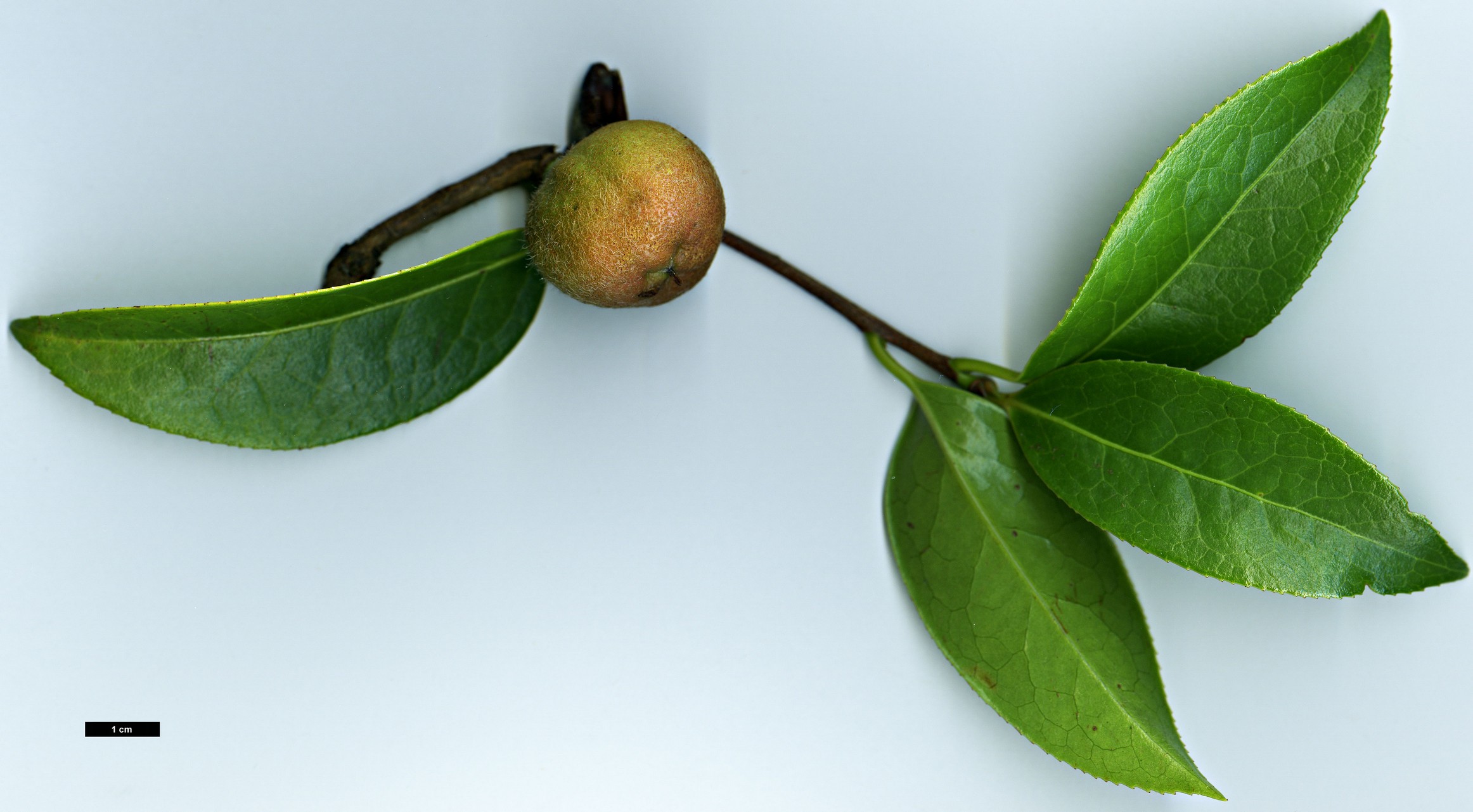 High resolution image: Family: Theaceae - Genus: Camellia - Taxon: pitardii