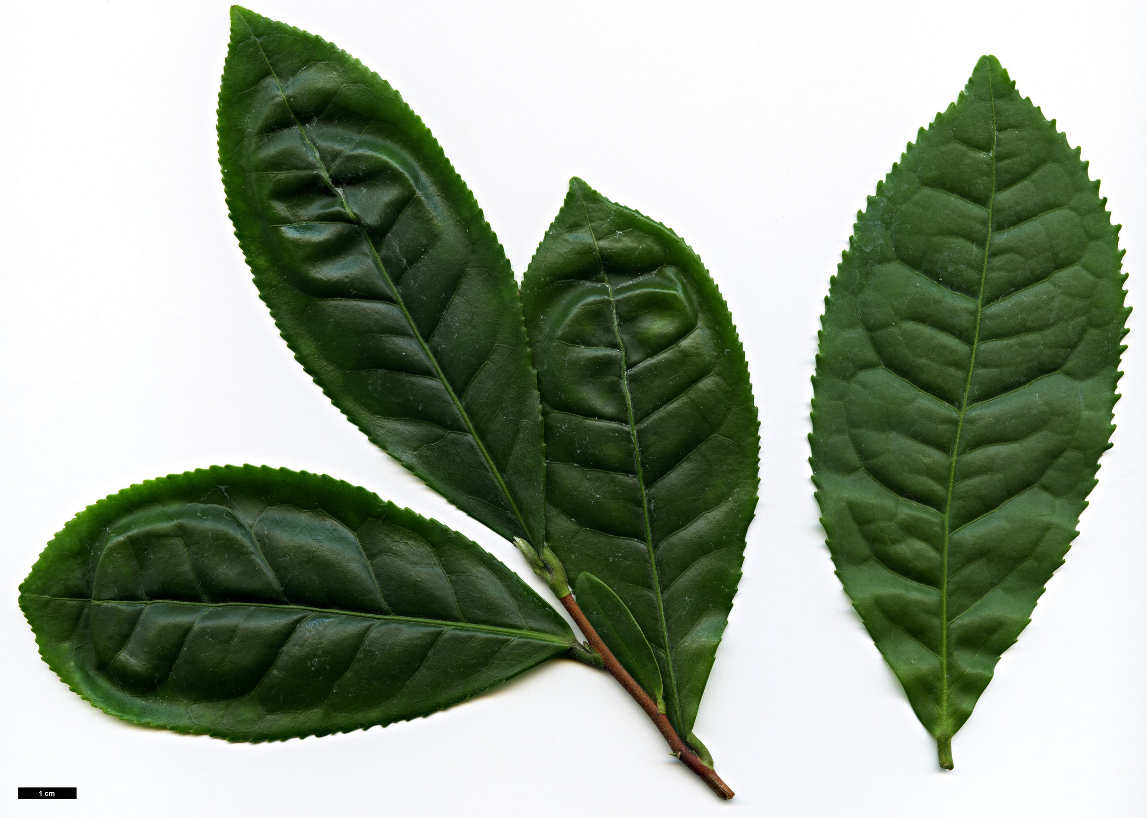 High resolution image: Family: Theaceae - Genus: Camellia - Taxon: ptilophylla