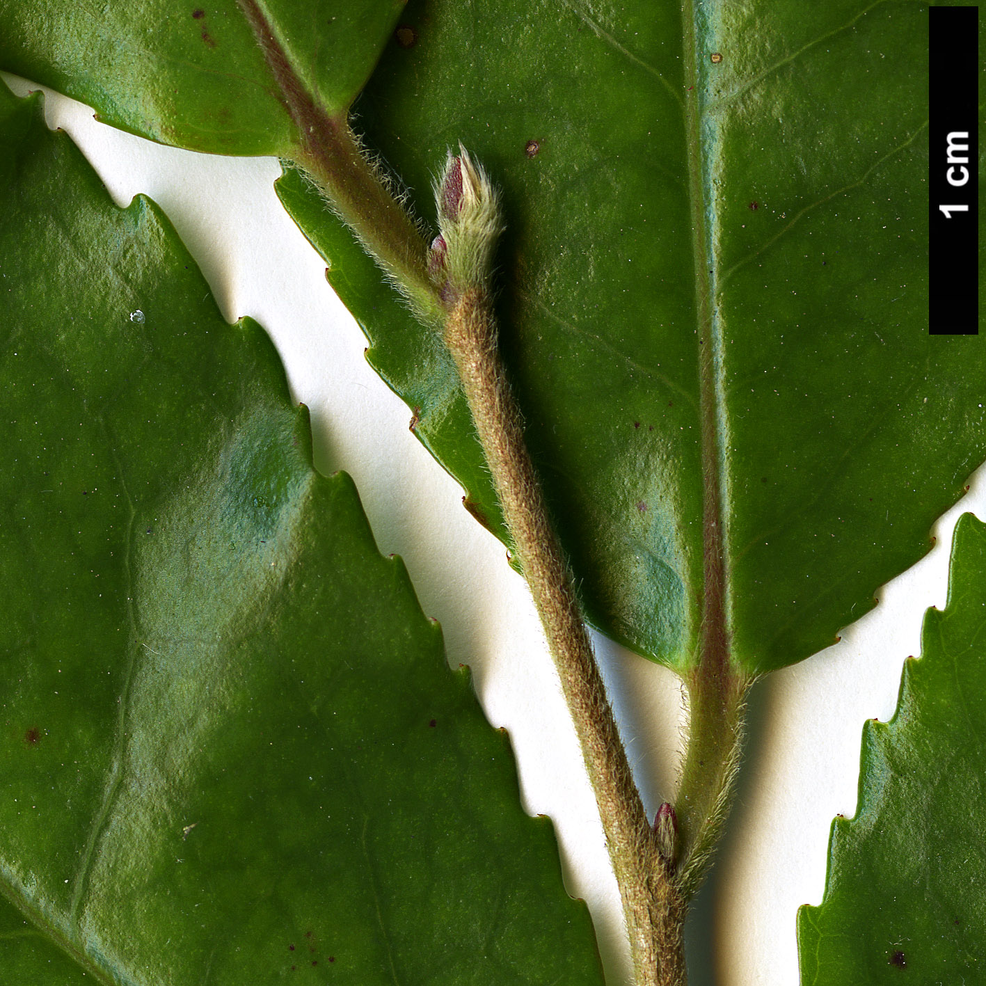 High resolution image: Family: Theaceae - Genus: Camellia - Taxon: pubicosta